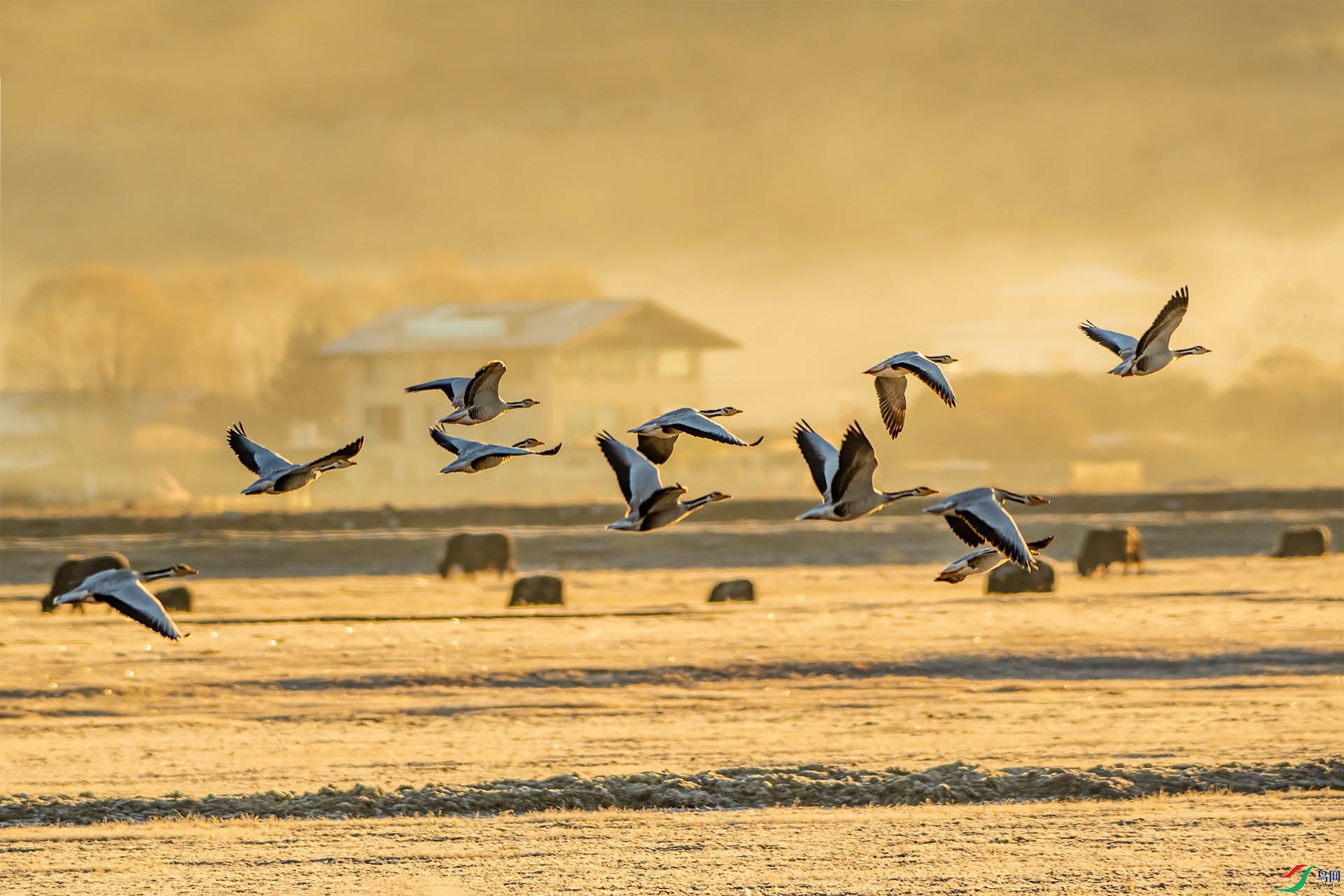 DSC_6593 ����.jpg