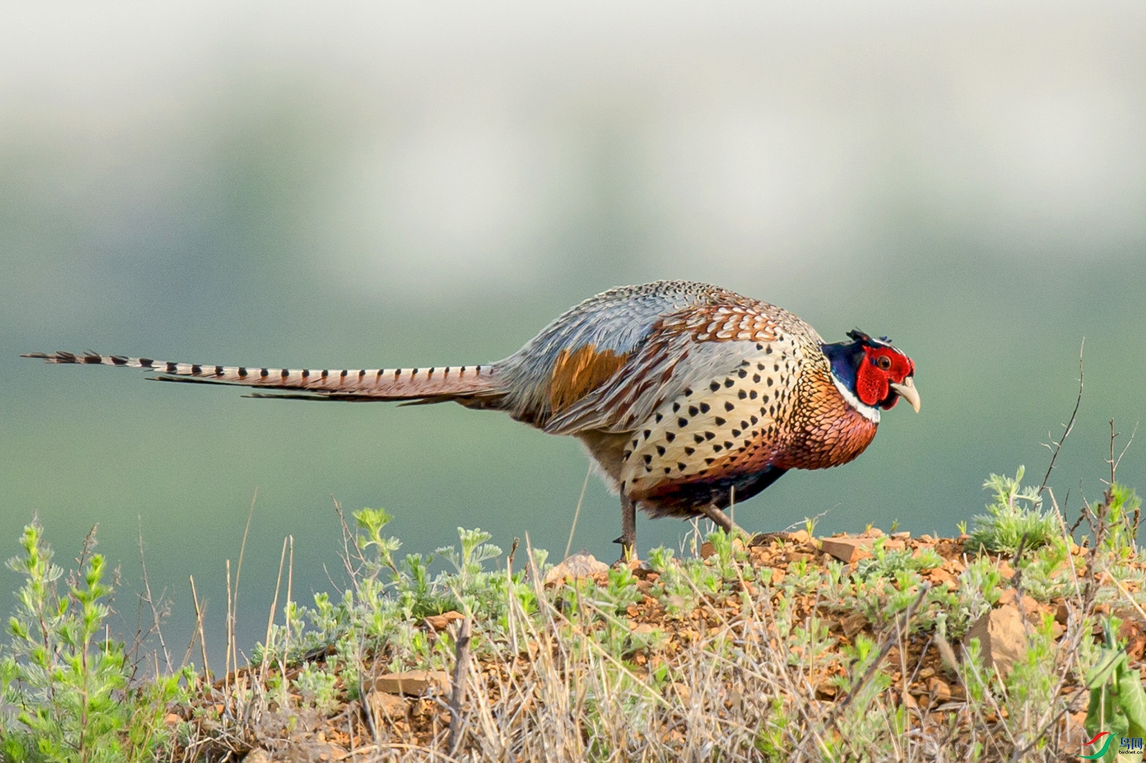 _MG_0974 ����.jpg