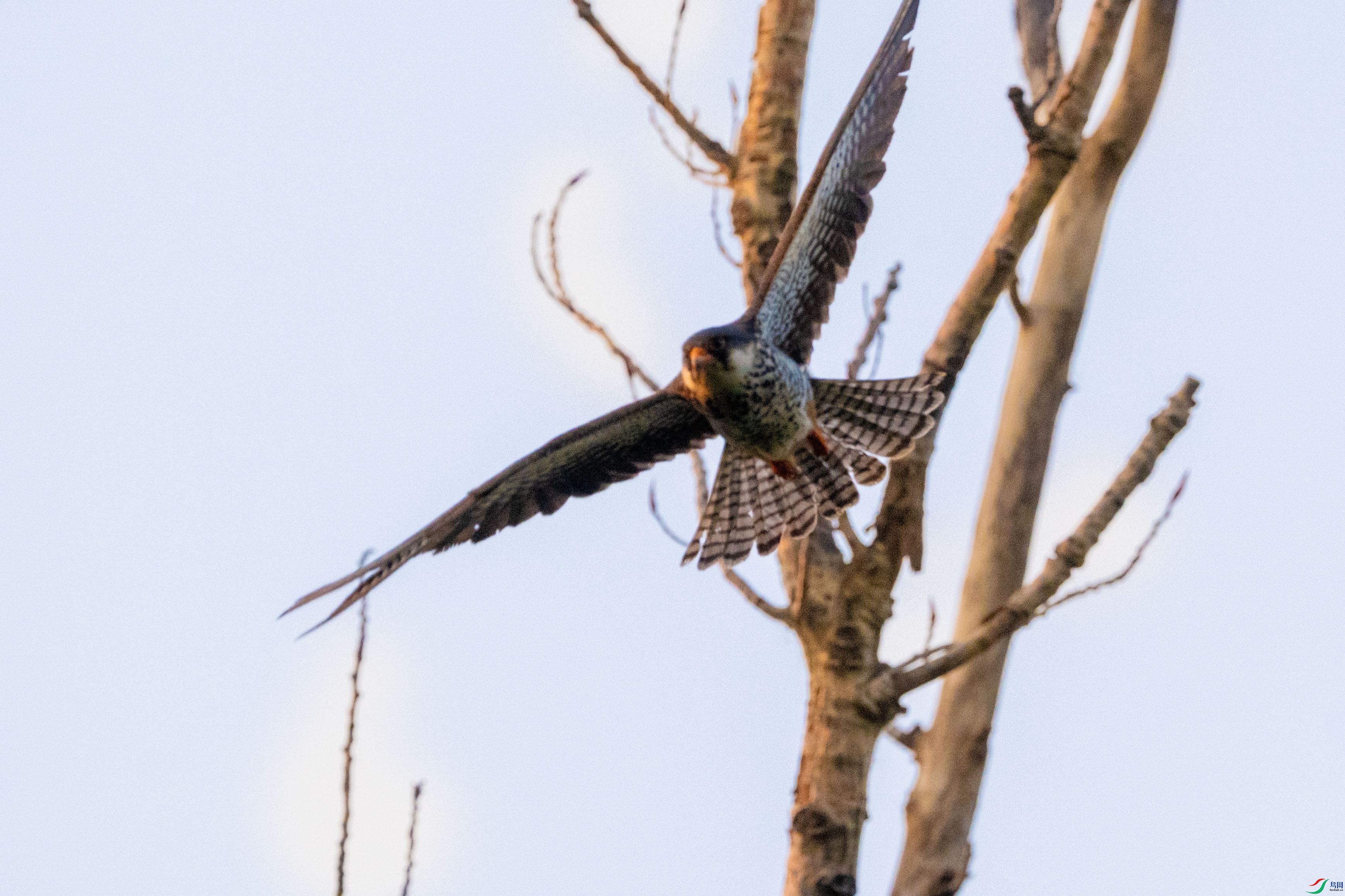 DSC_0996.jpg