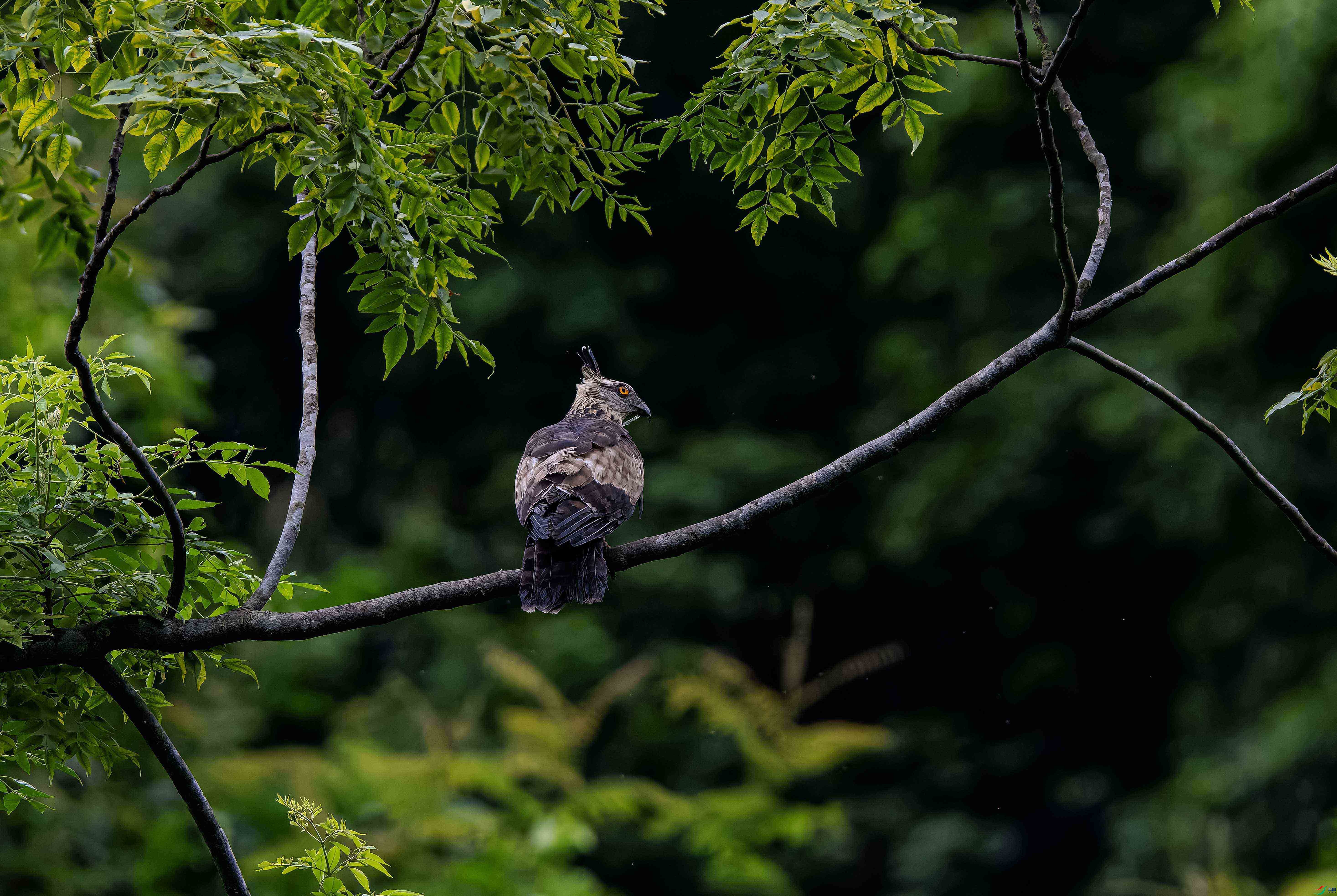 DSC_1569-NEF_DxO_DeepPRIME ���� 5.jpg