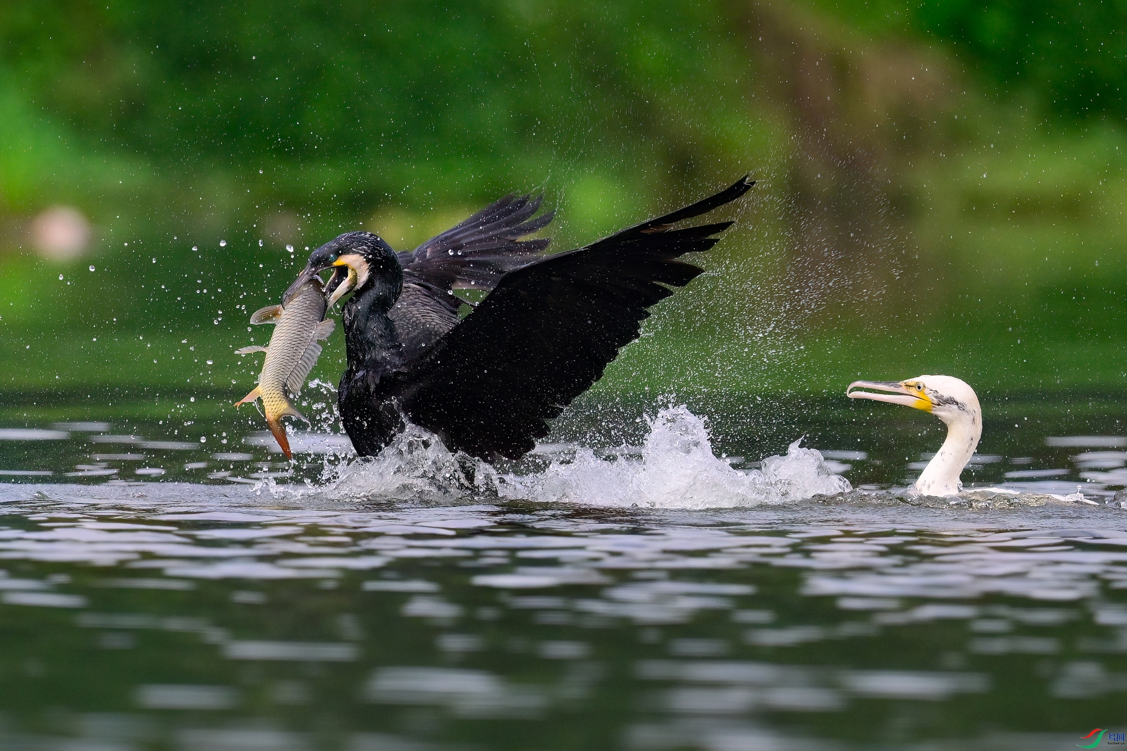_DSC3938x.jpg