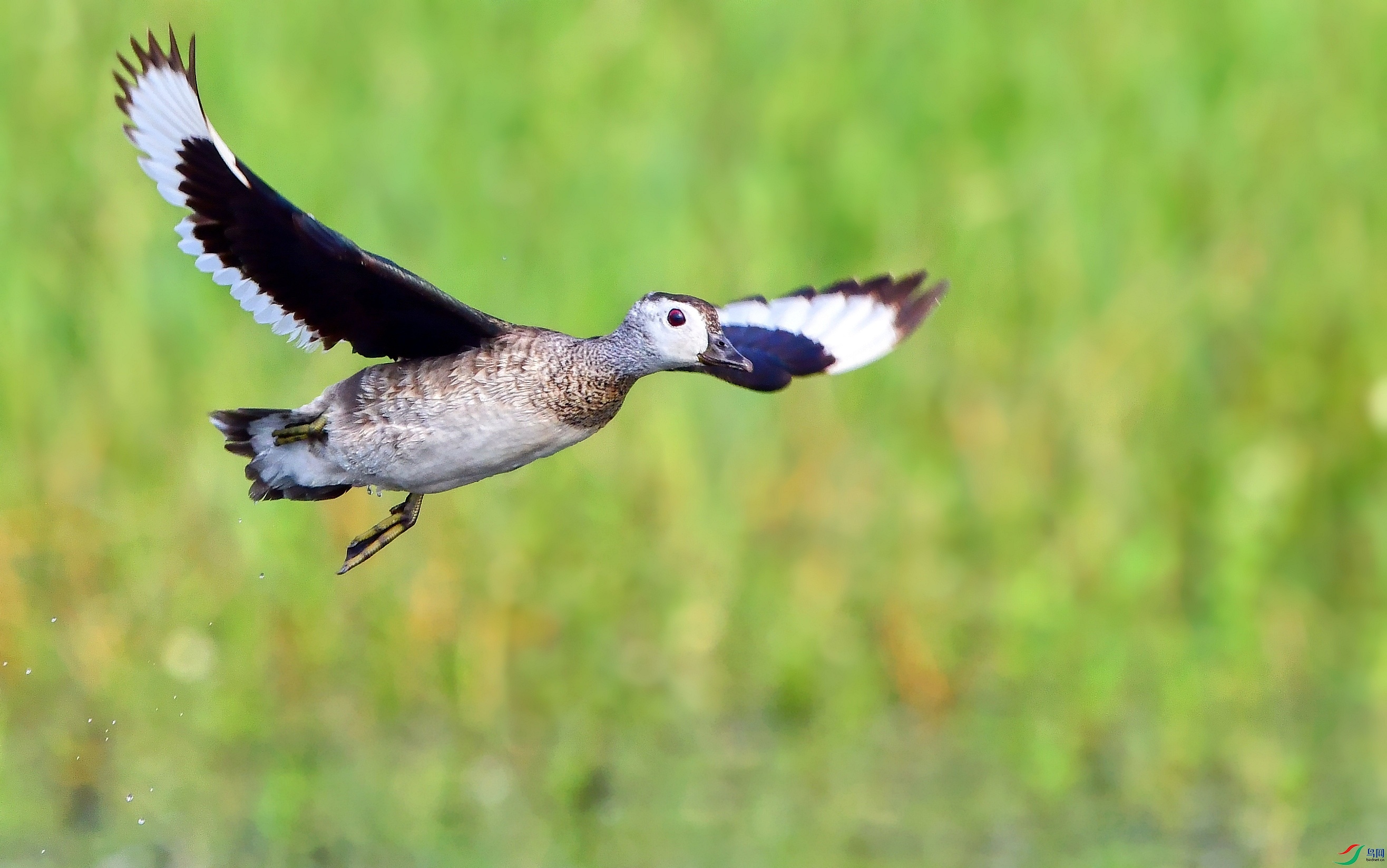 DSC_2498_conew14.jpg