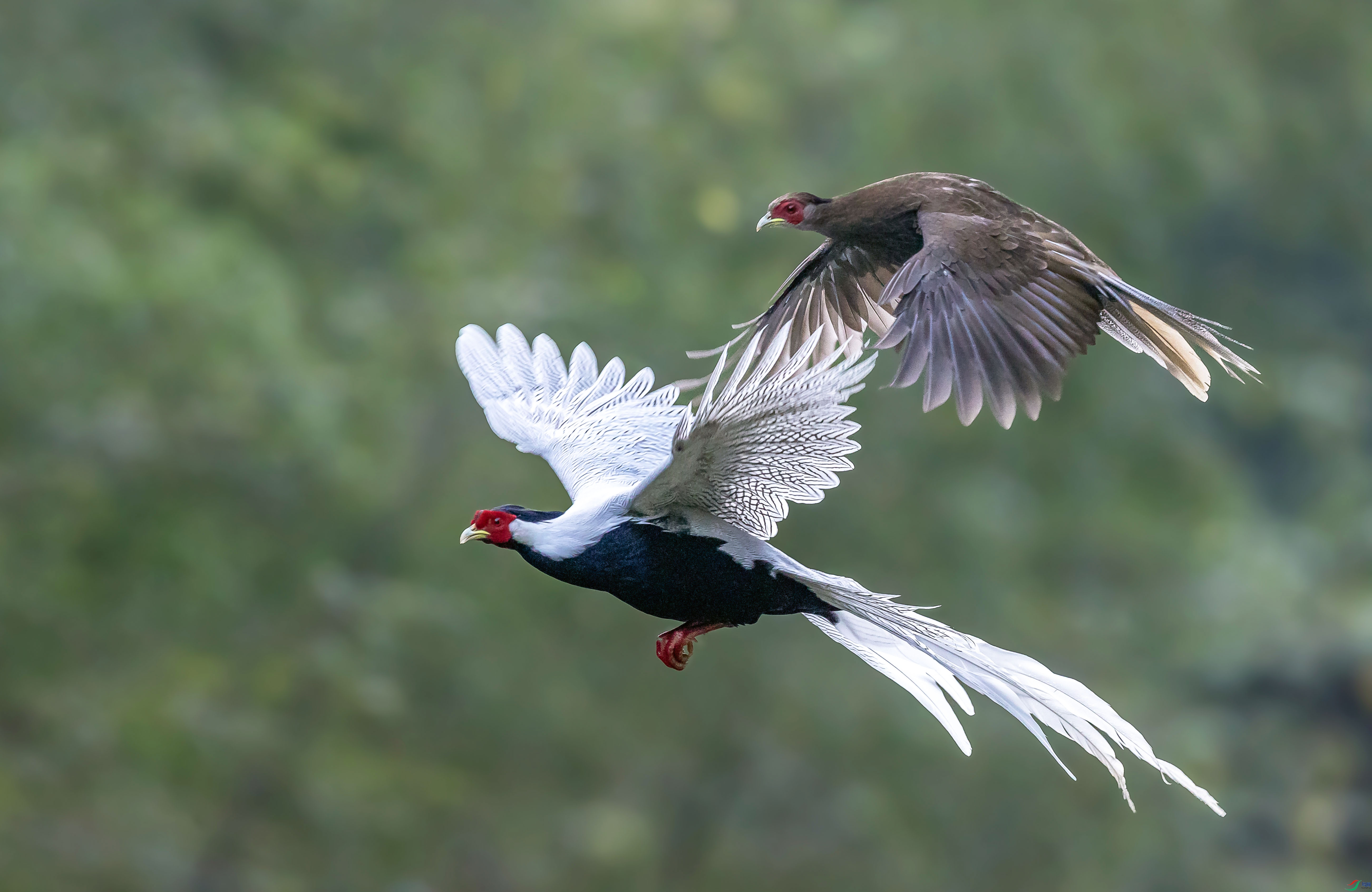 ����˫˫��