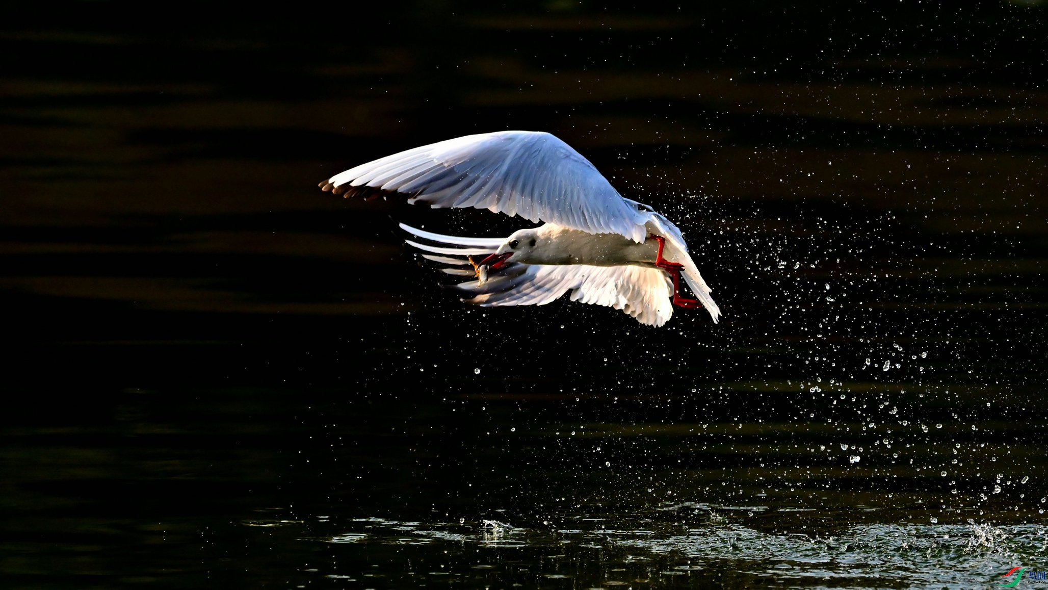 DSC_5962_04.jpg