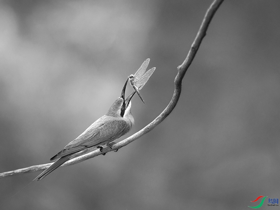 6H7A1057 ����.jpg