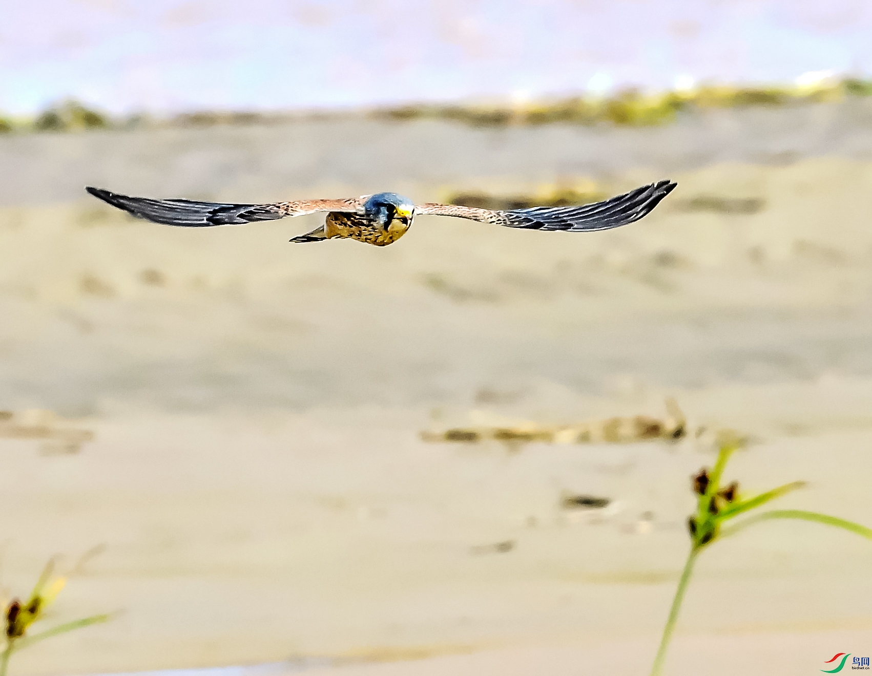 DSC_6401_conew2.jpg