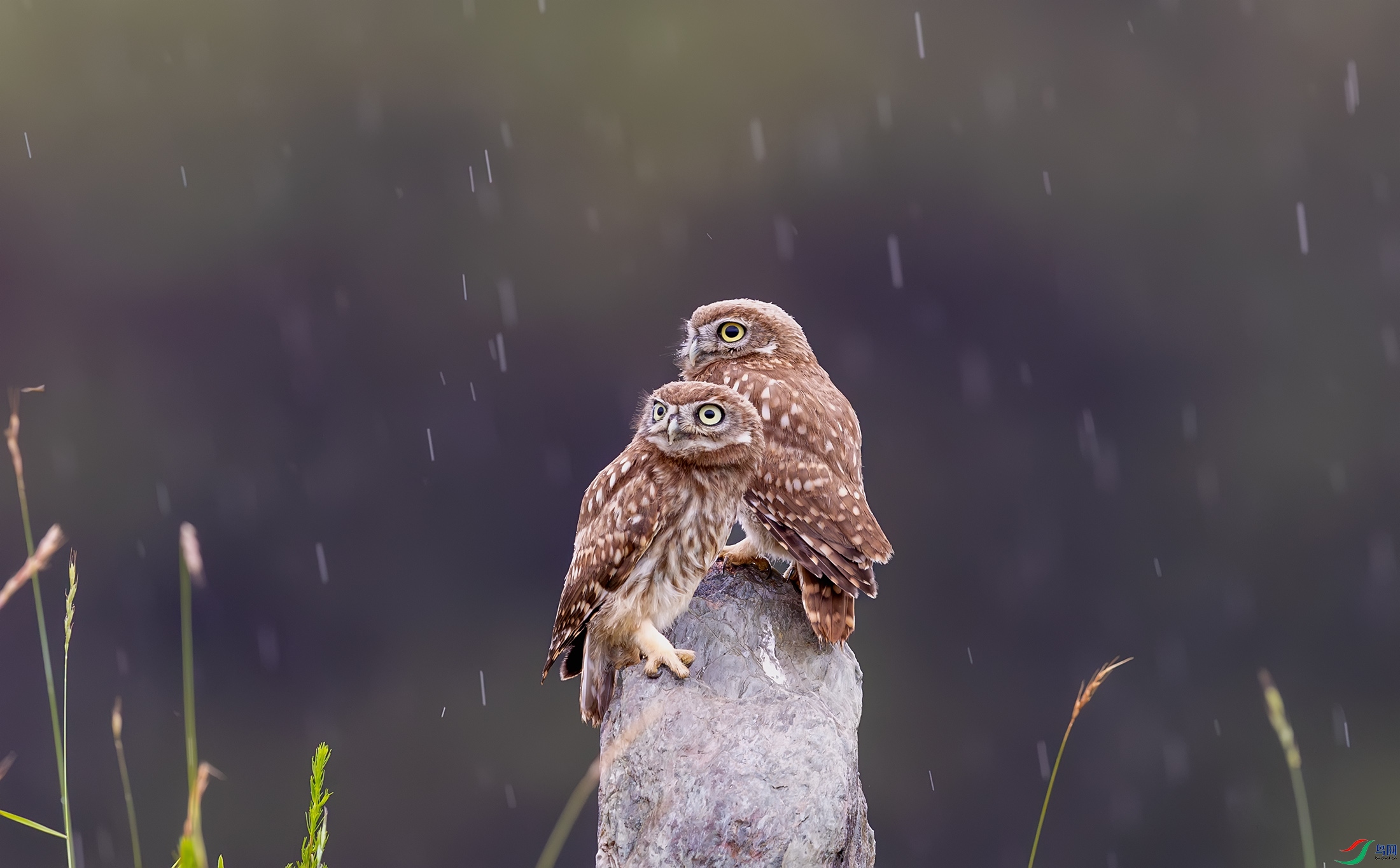 ���Ƹ�С�^