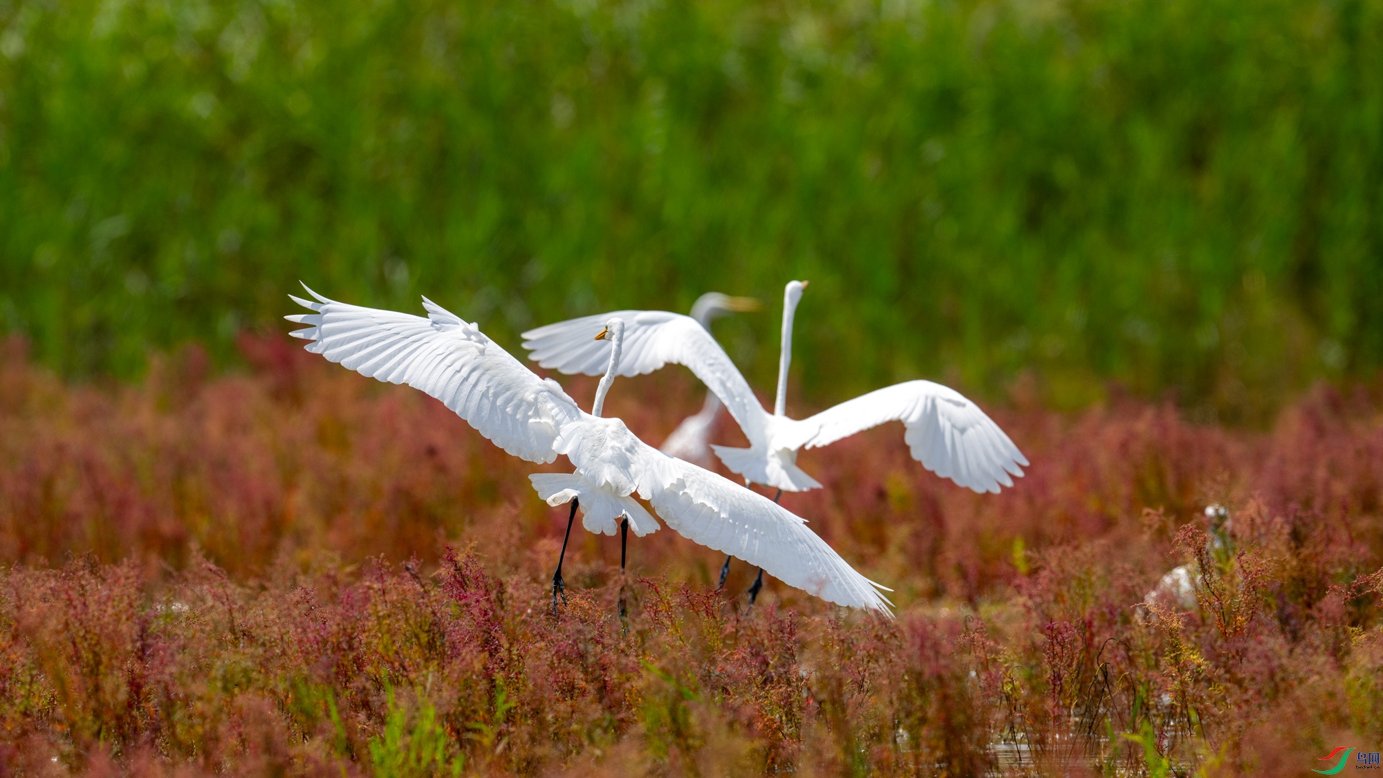 DSC_7039.jpg