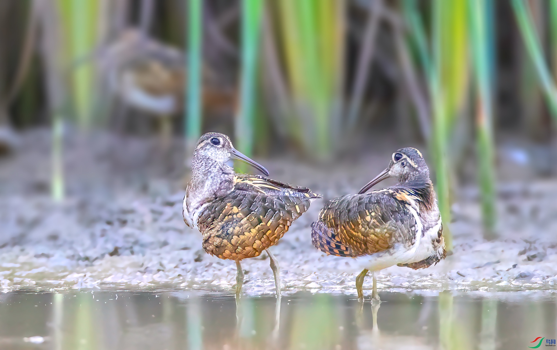 AS7I9343 ����-Sha----1 .jpg