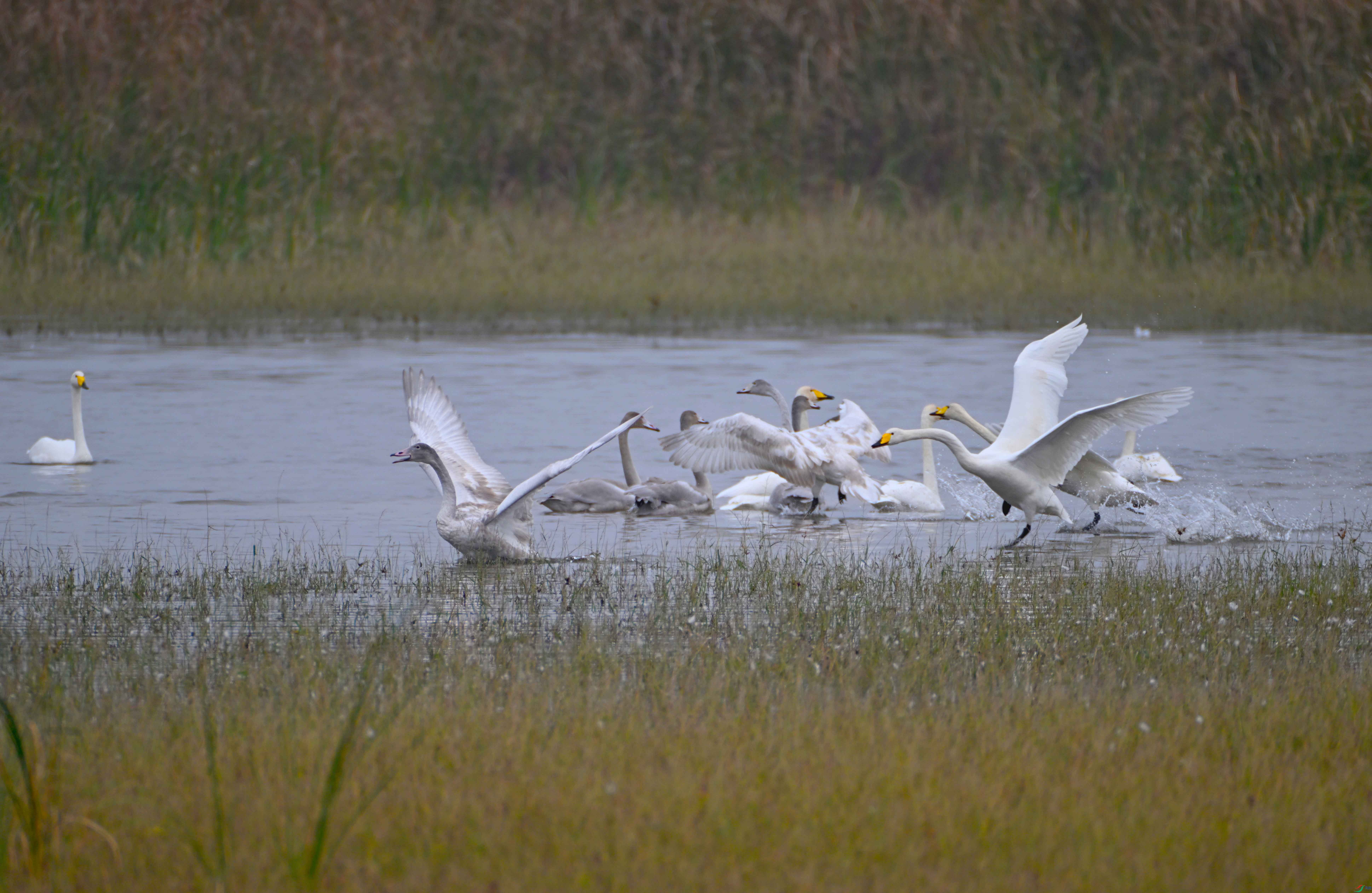 DSC_0309 ����.jpg