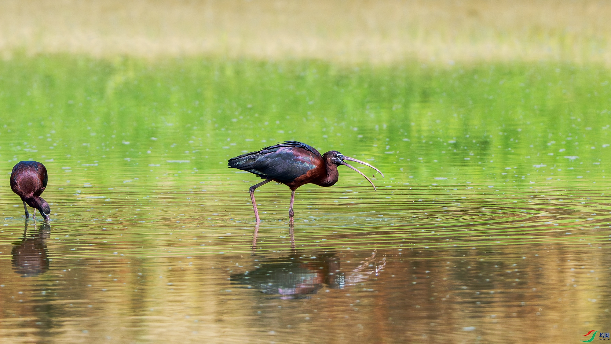Z16_7038.jpg