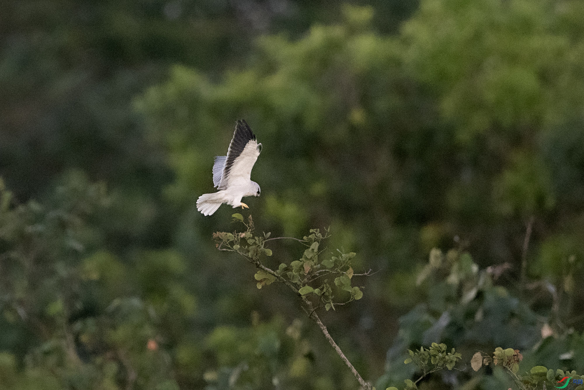 DSC_6471.jpg