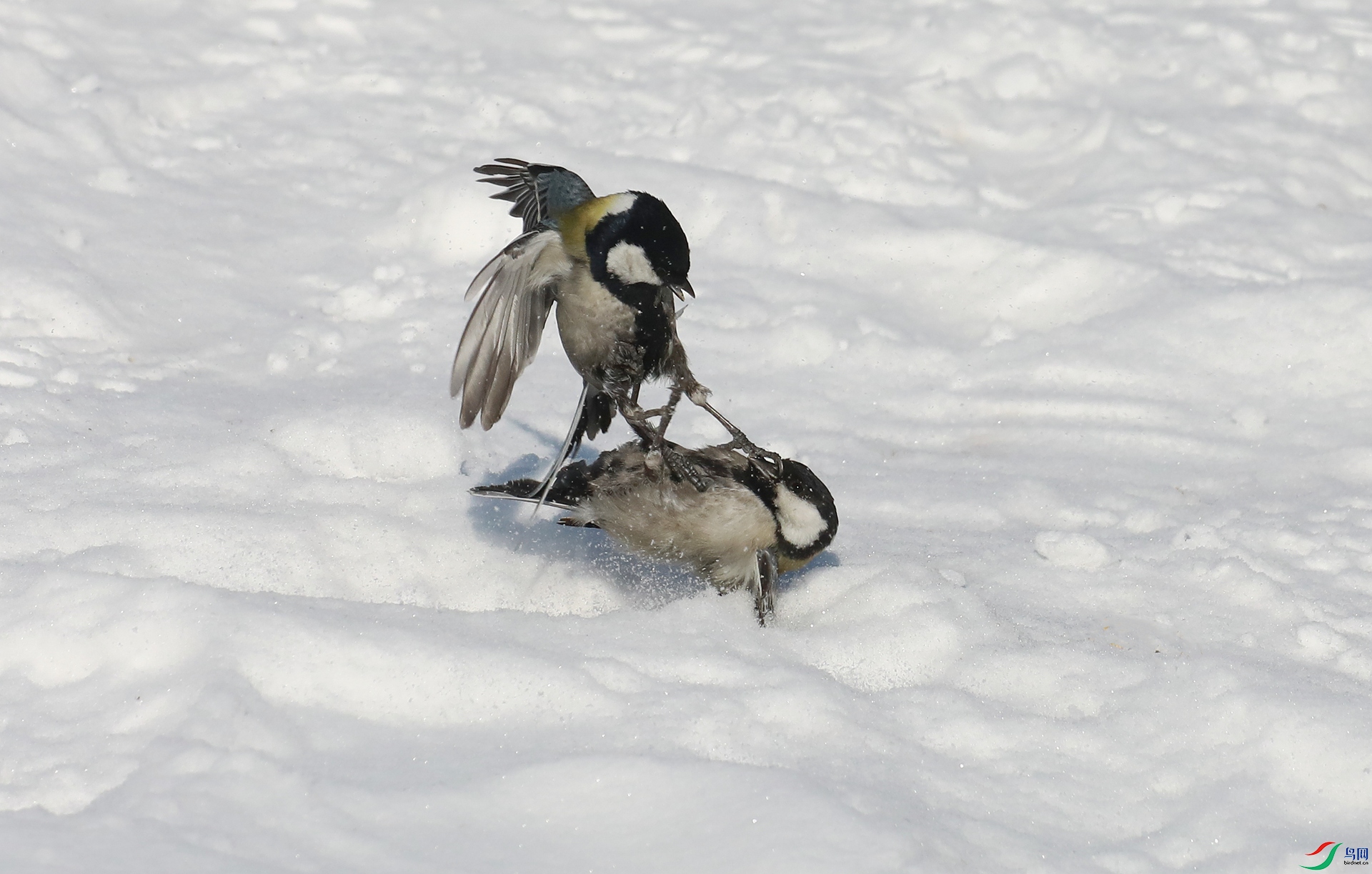 9G8A2101 ����.jpg