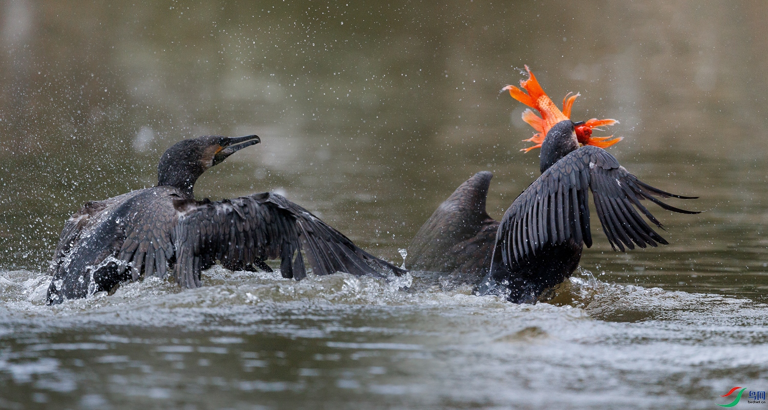 3Z6A0052 (2) ����_1 ����_1.jpg