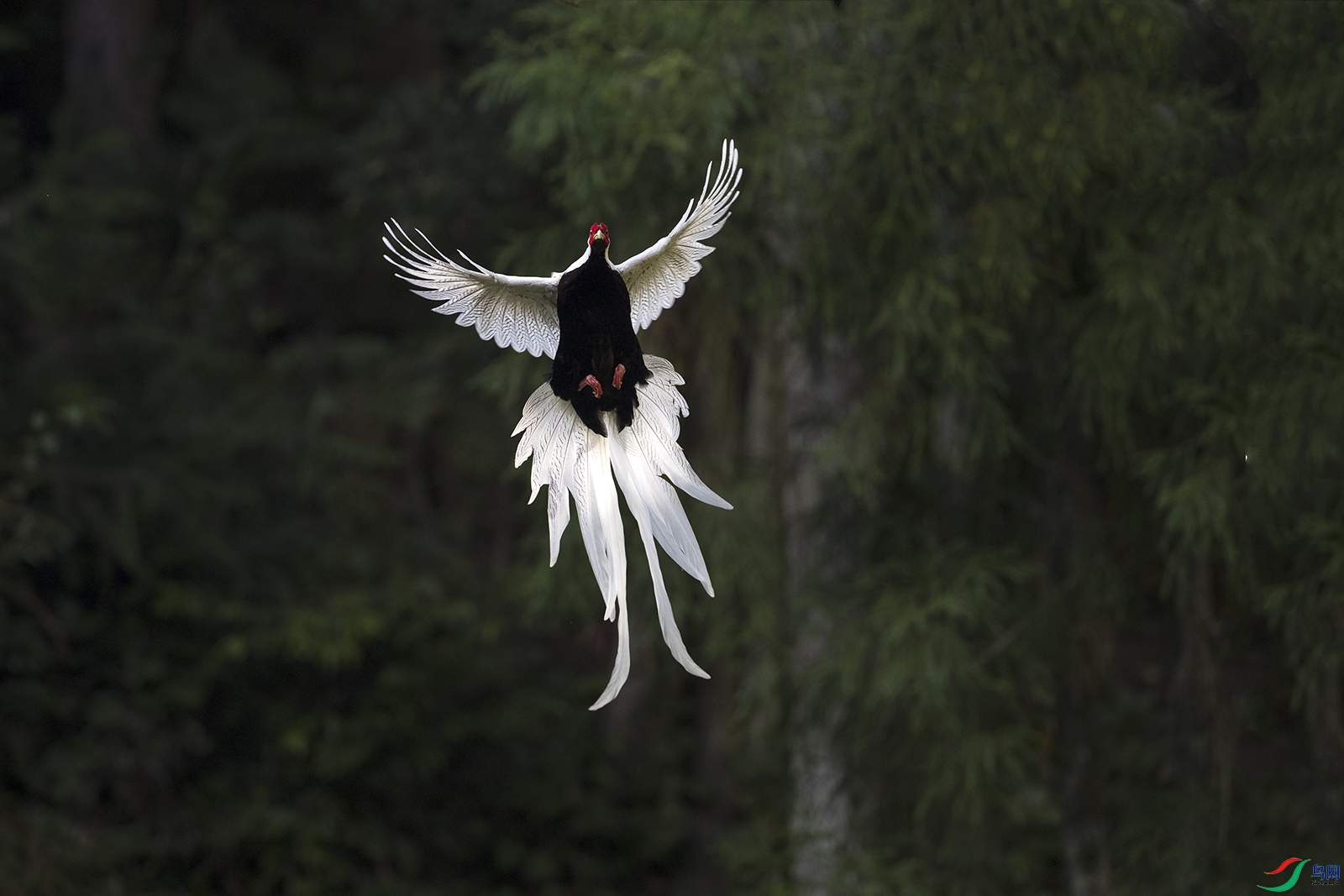 �׾���β��