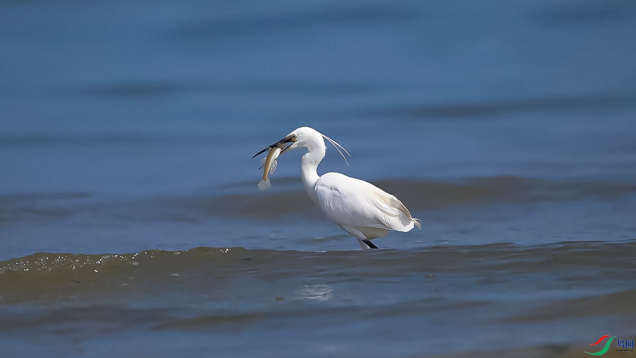 10��20�� (С����ǳ��׽��)-����.jpg