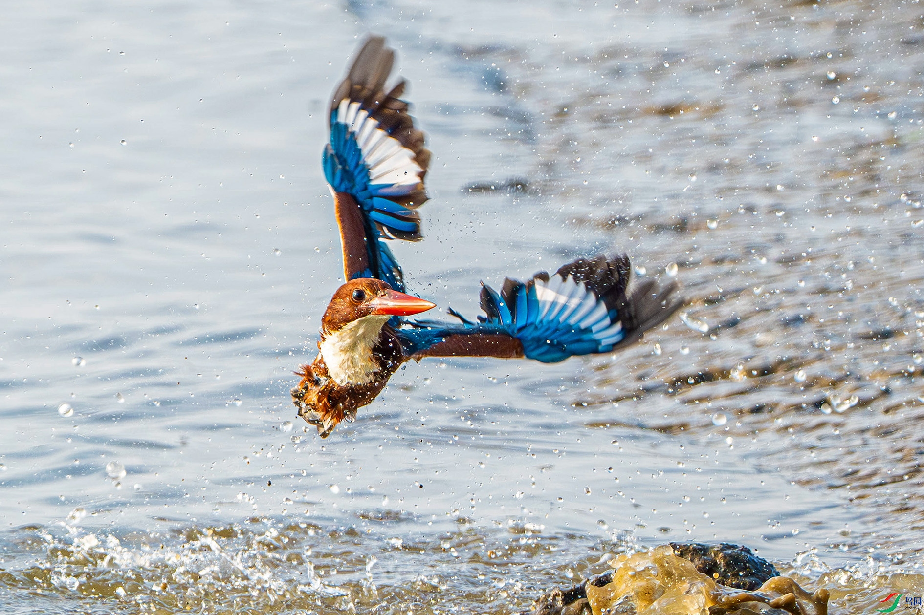 DSC_8654-����ǿ-NR ����.jpg