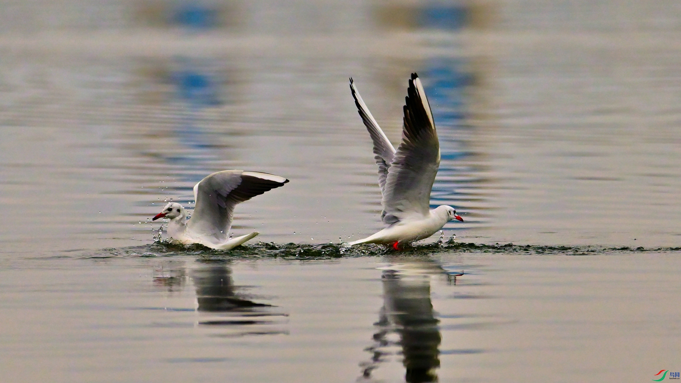 DSC_9263_01.jpg