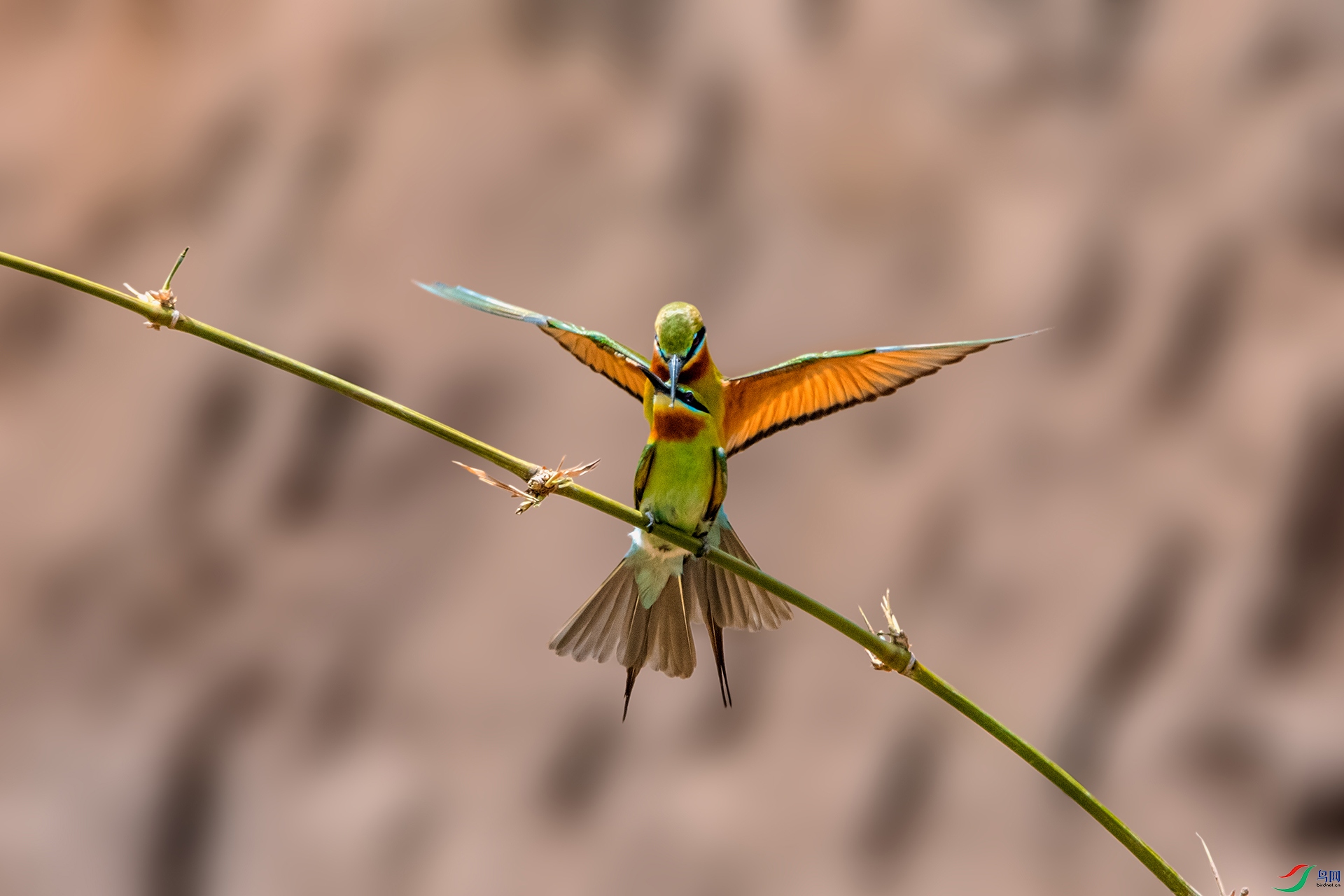 _AUU4262�����仢 (25.5.11).jpg