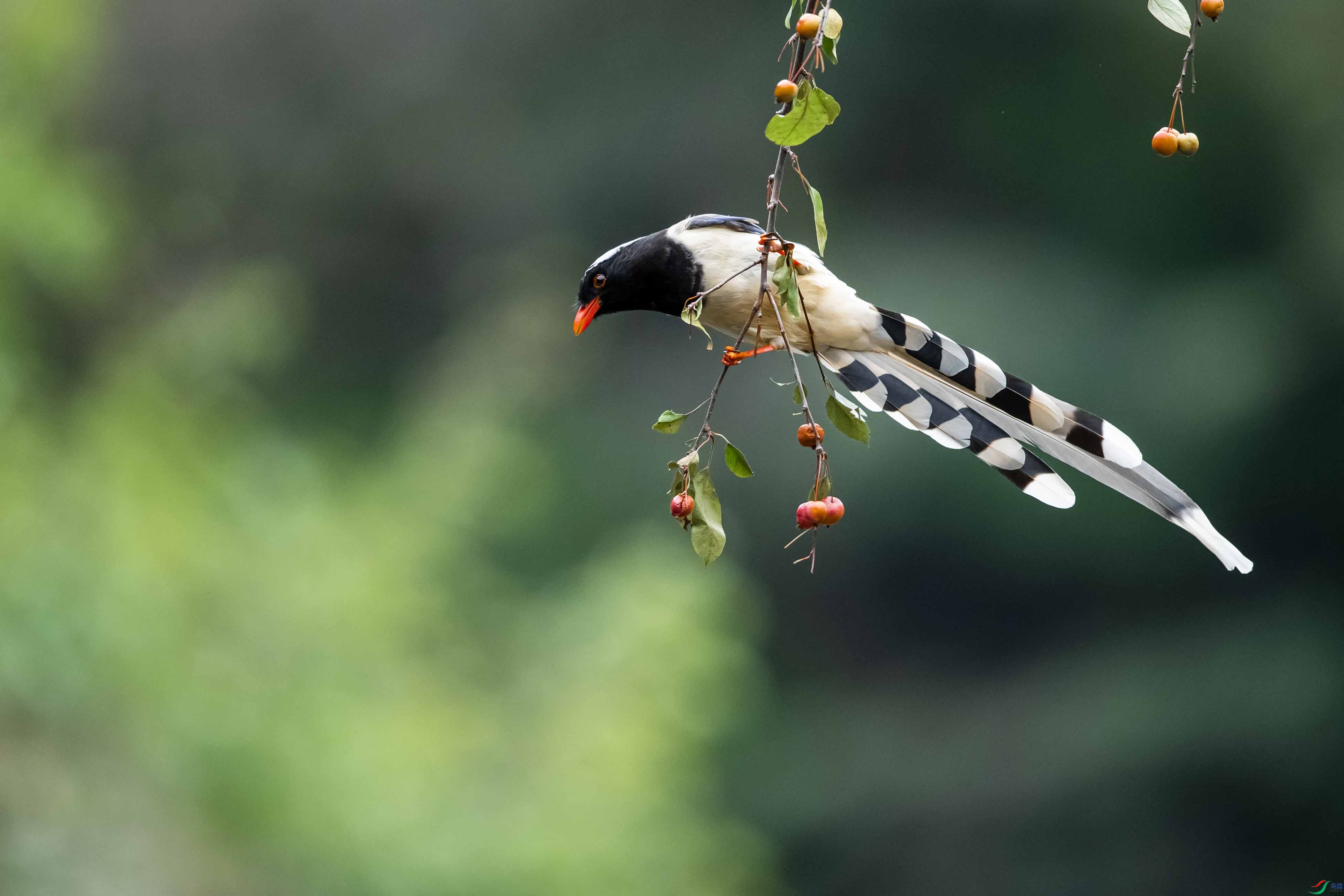 _DSC2851 ����.jpg