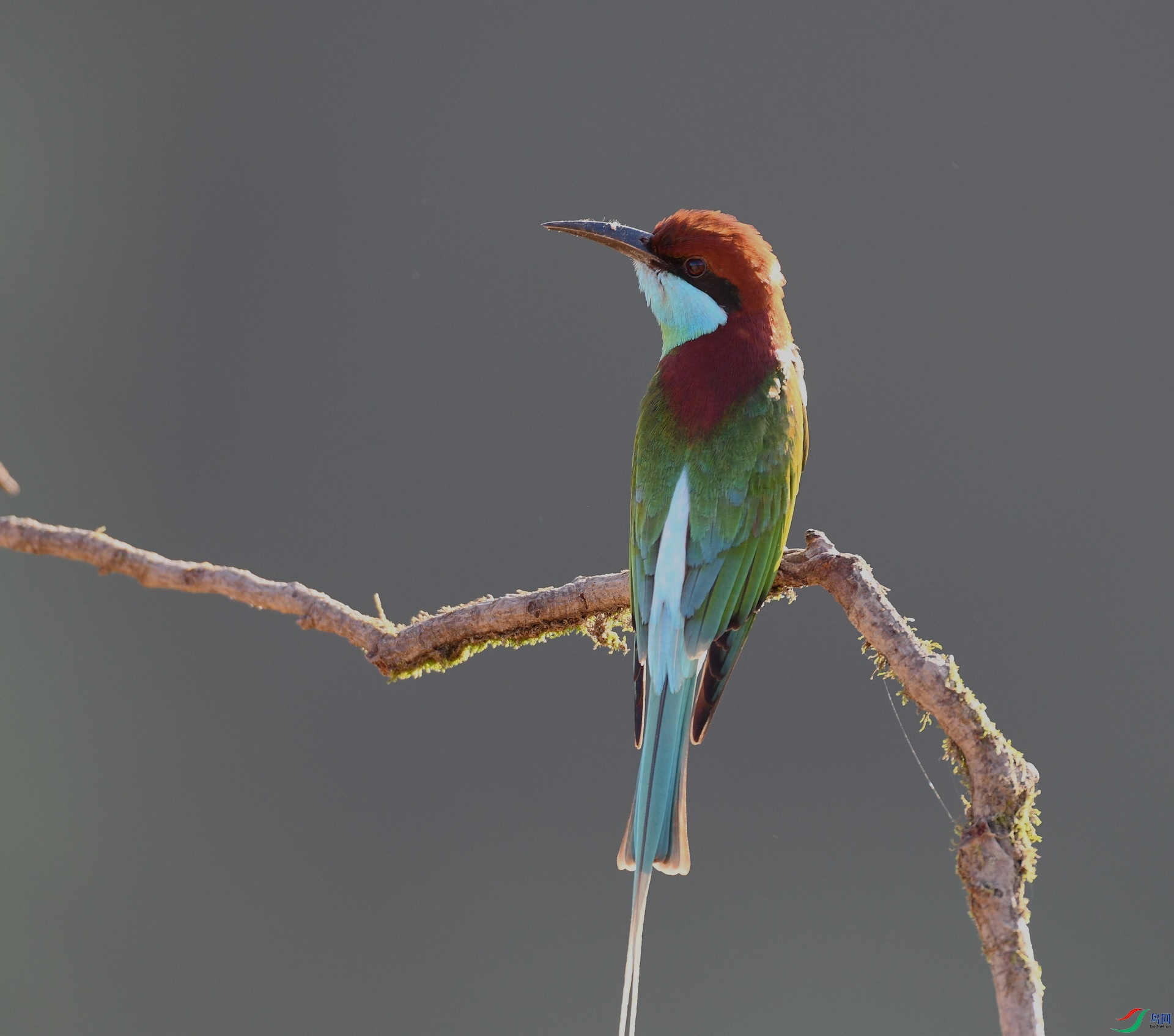 DSC_1033.jpg