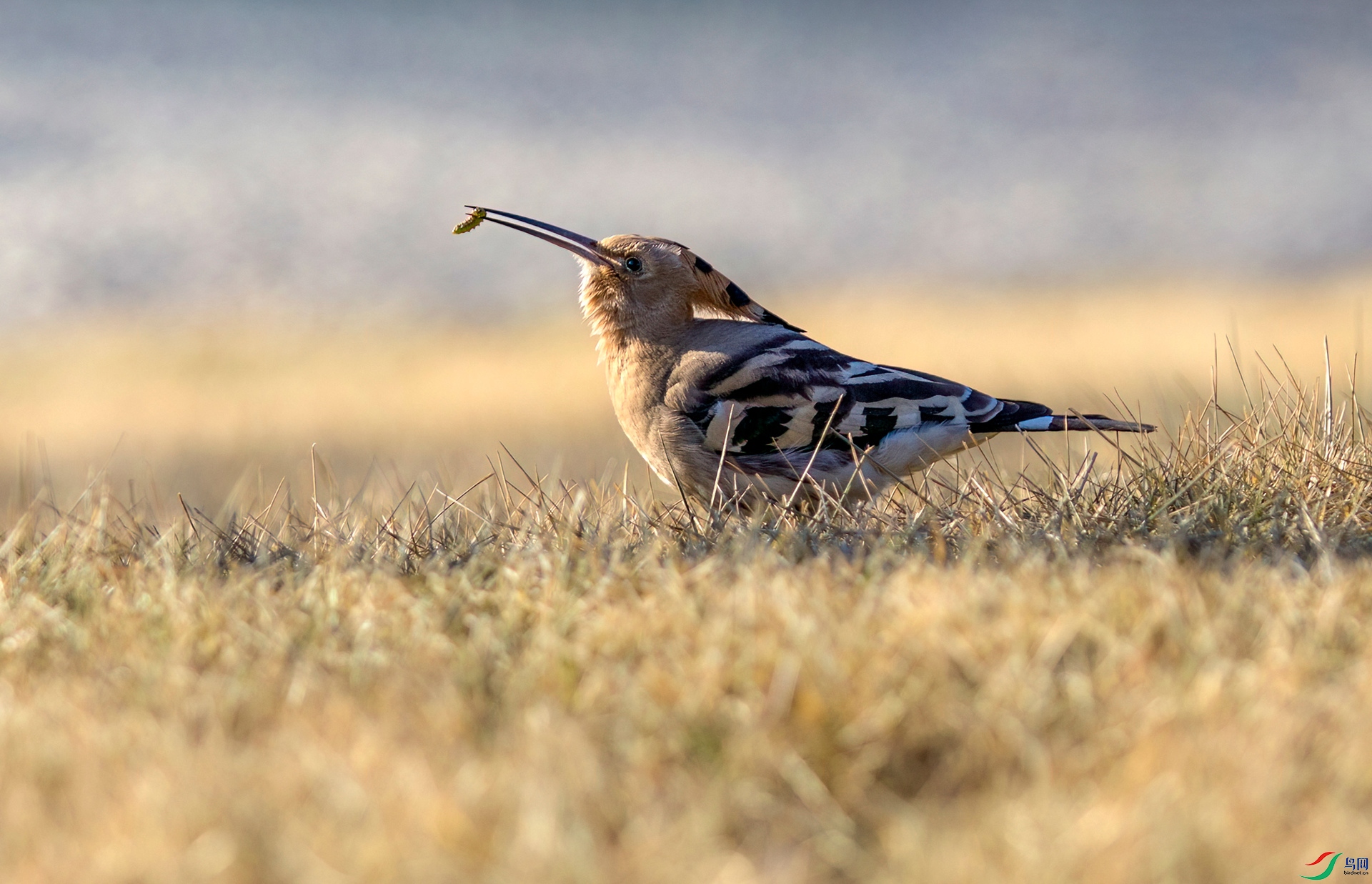 _A0P6495 ����_����.jpg