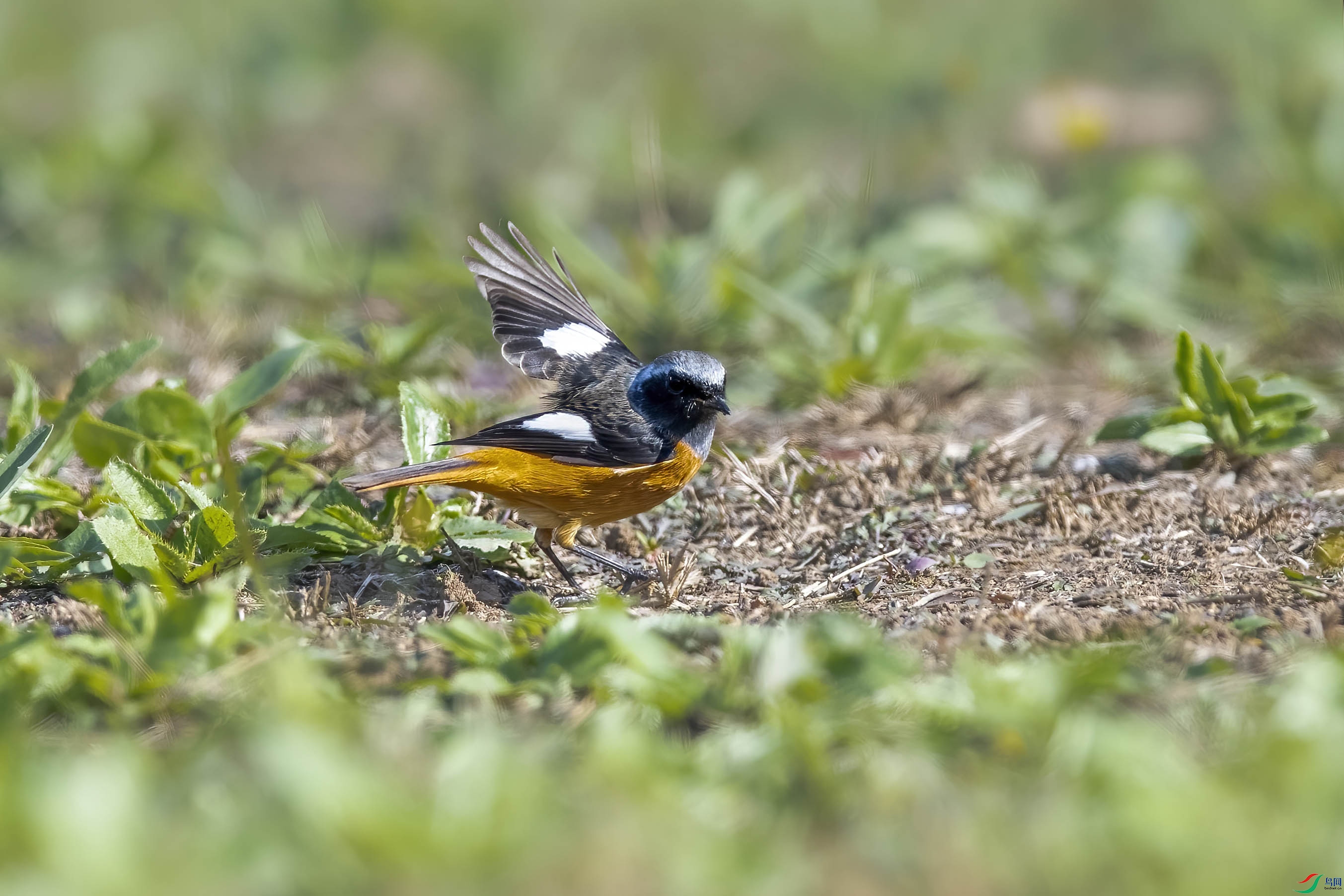 DSC_0941 ����.jpg