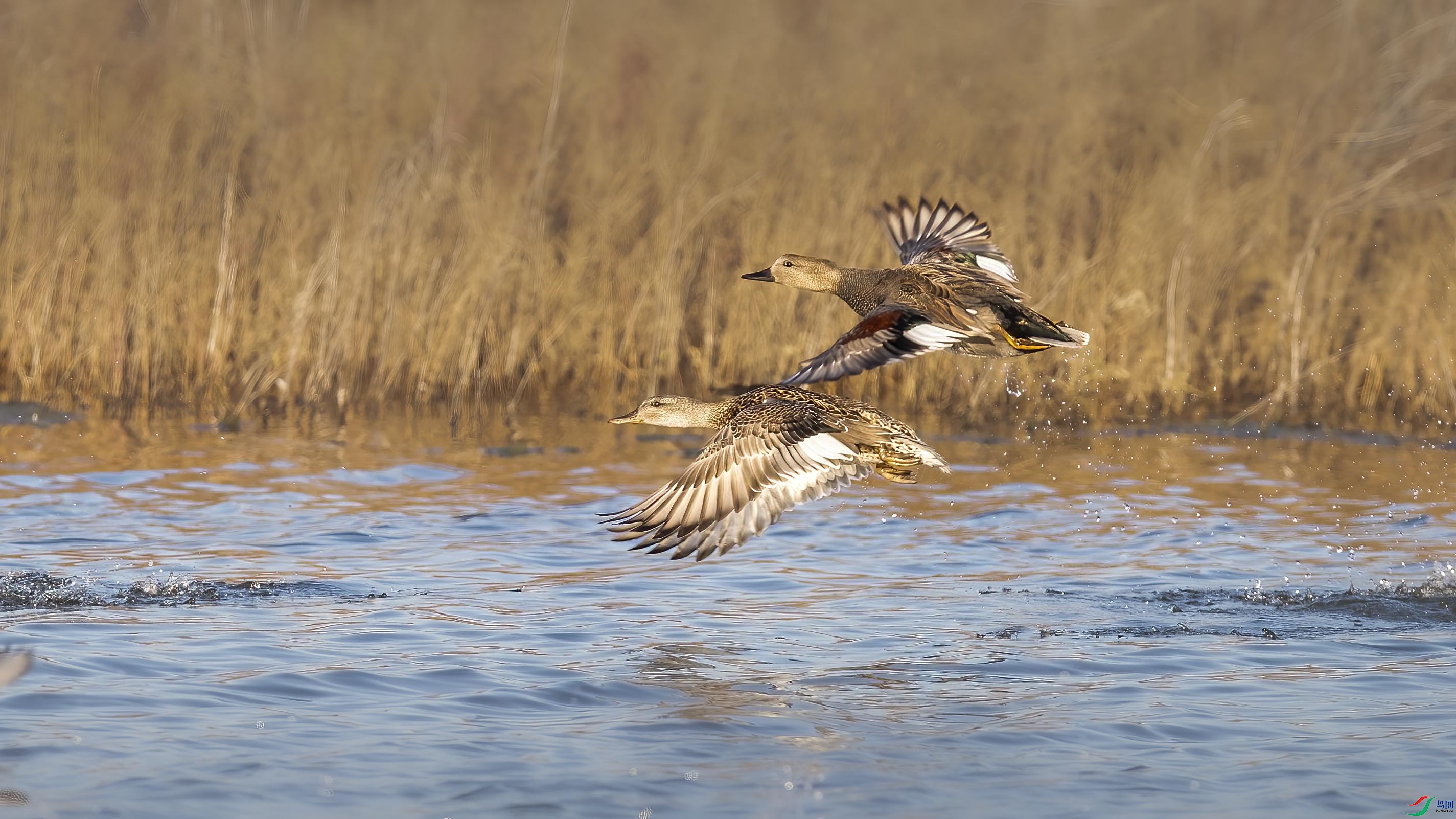 DSC_0587 ����.jpg