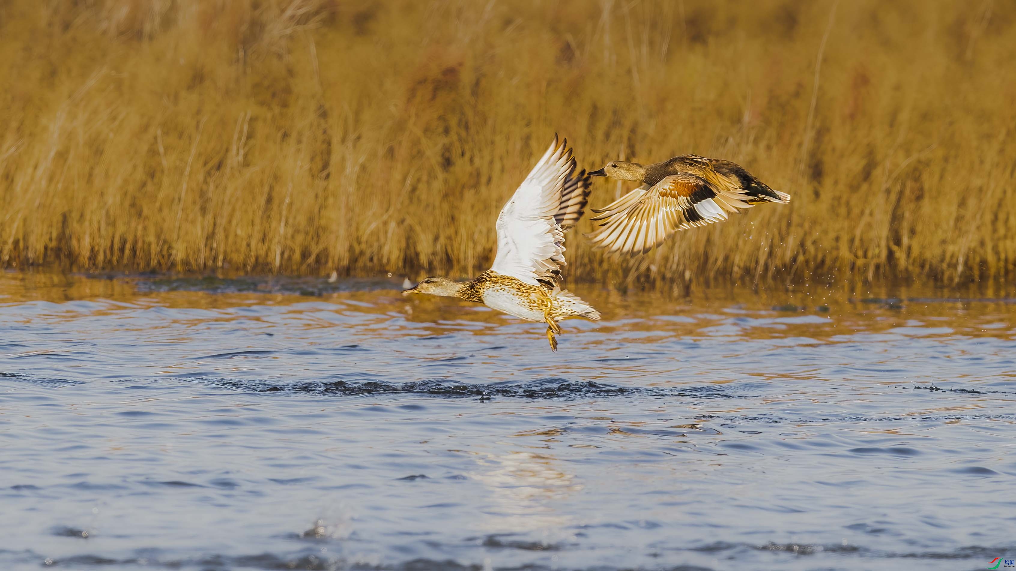 DSC_0590 ����.jpg