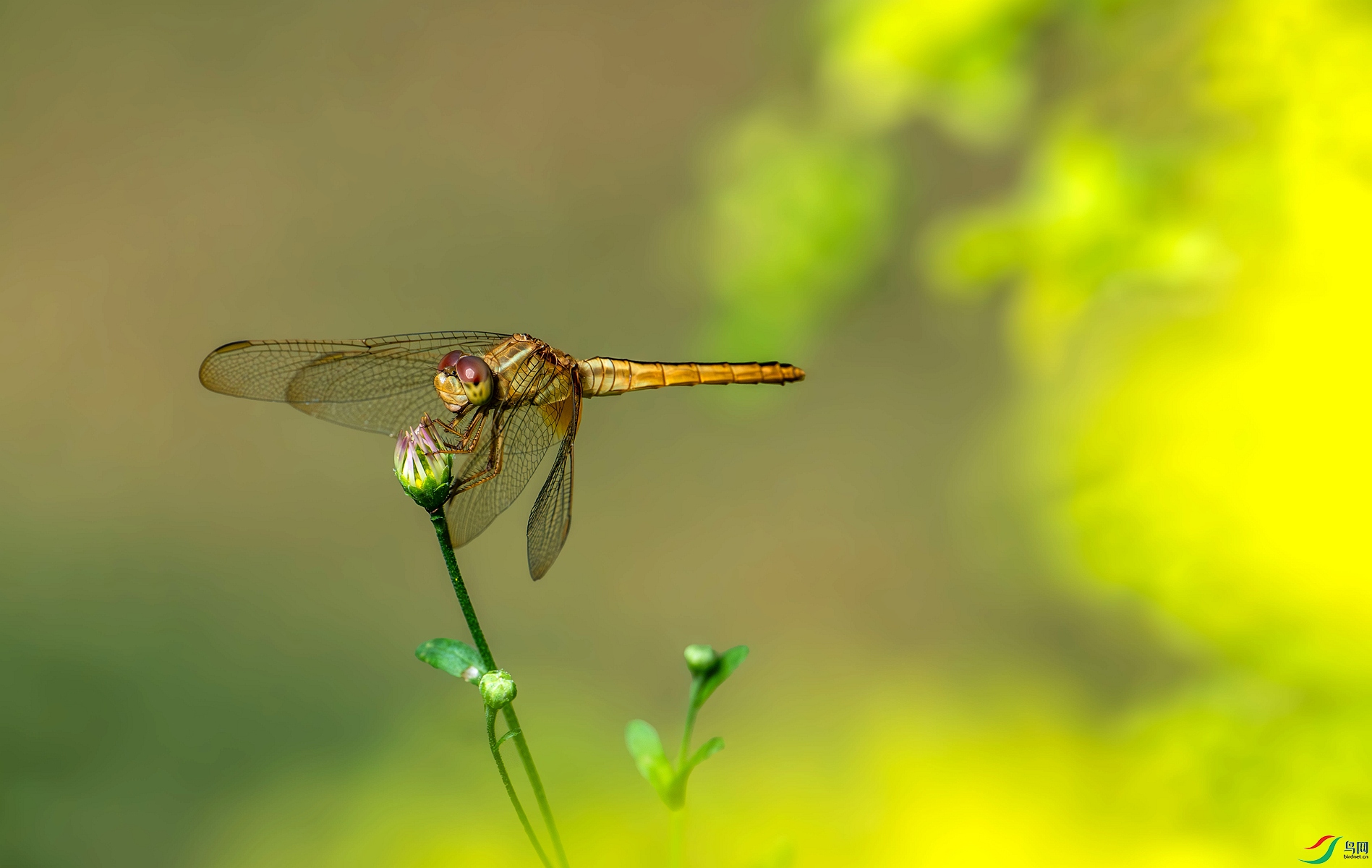 DSC_1219_����.jpg