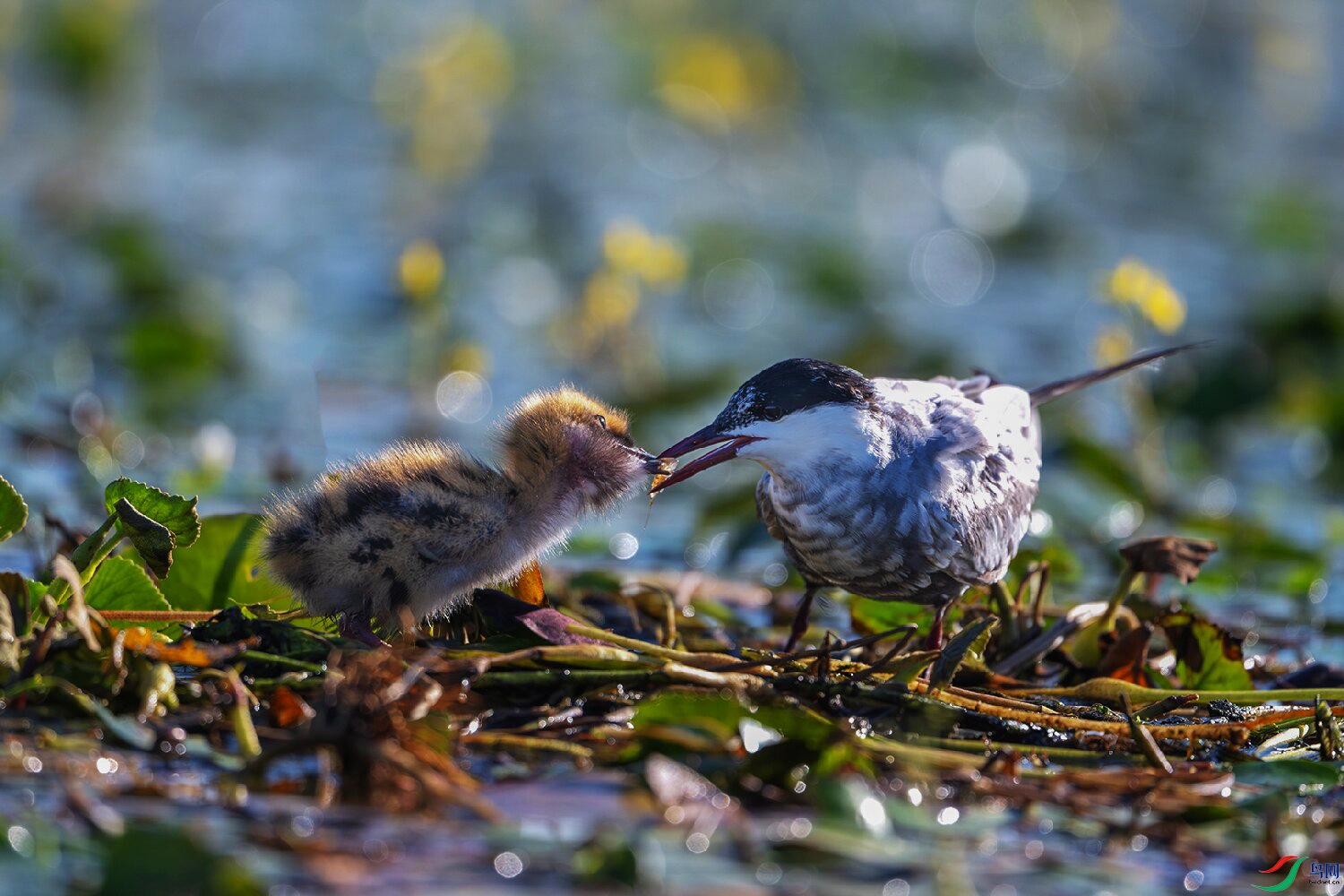 _DSC2782-����ǿ-NR ���� 3.jpg