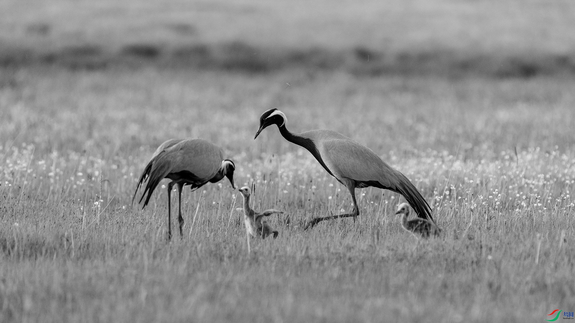 DSC09438-2 ����.jpg