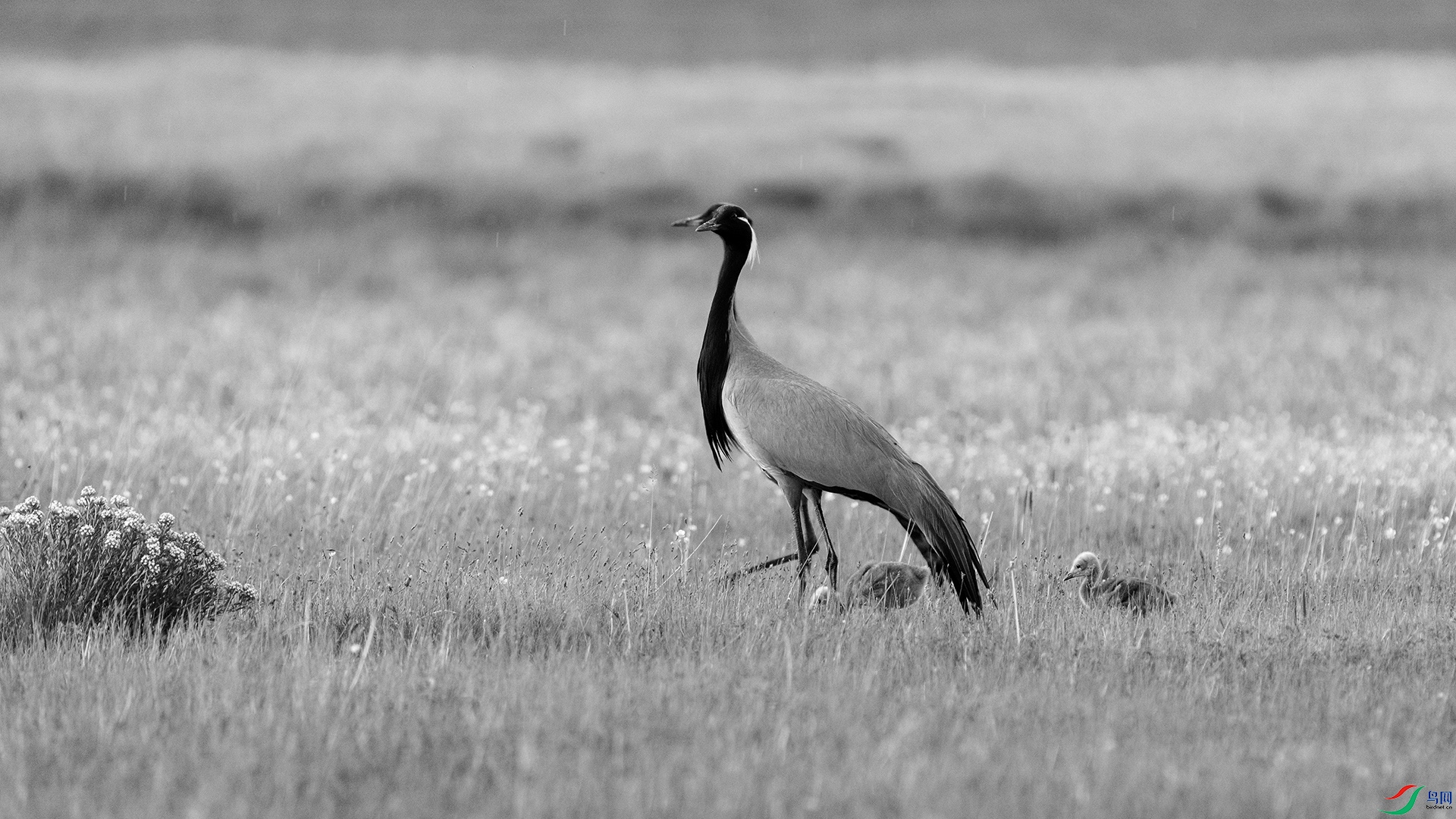 DSC09440 ����.jpg