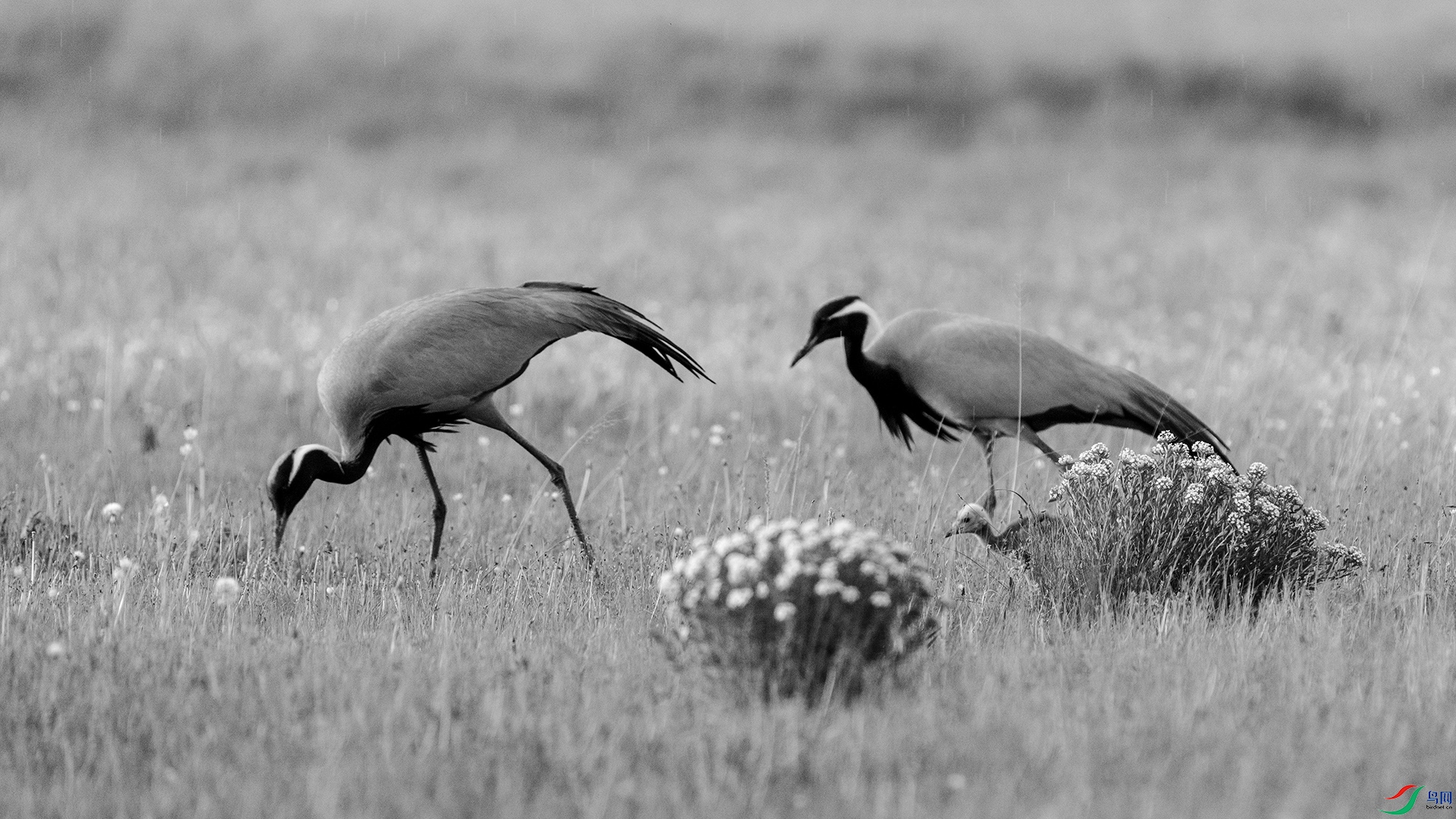 DSC09452 ����.jpg