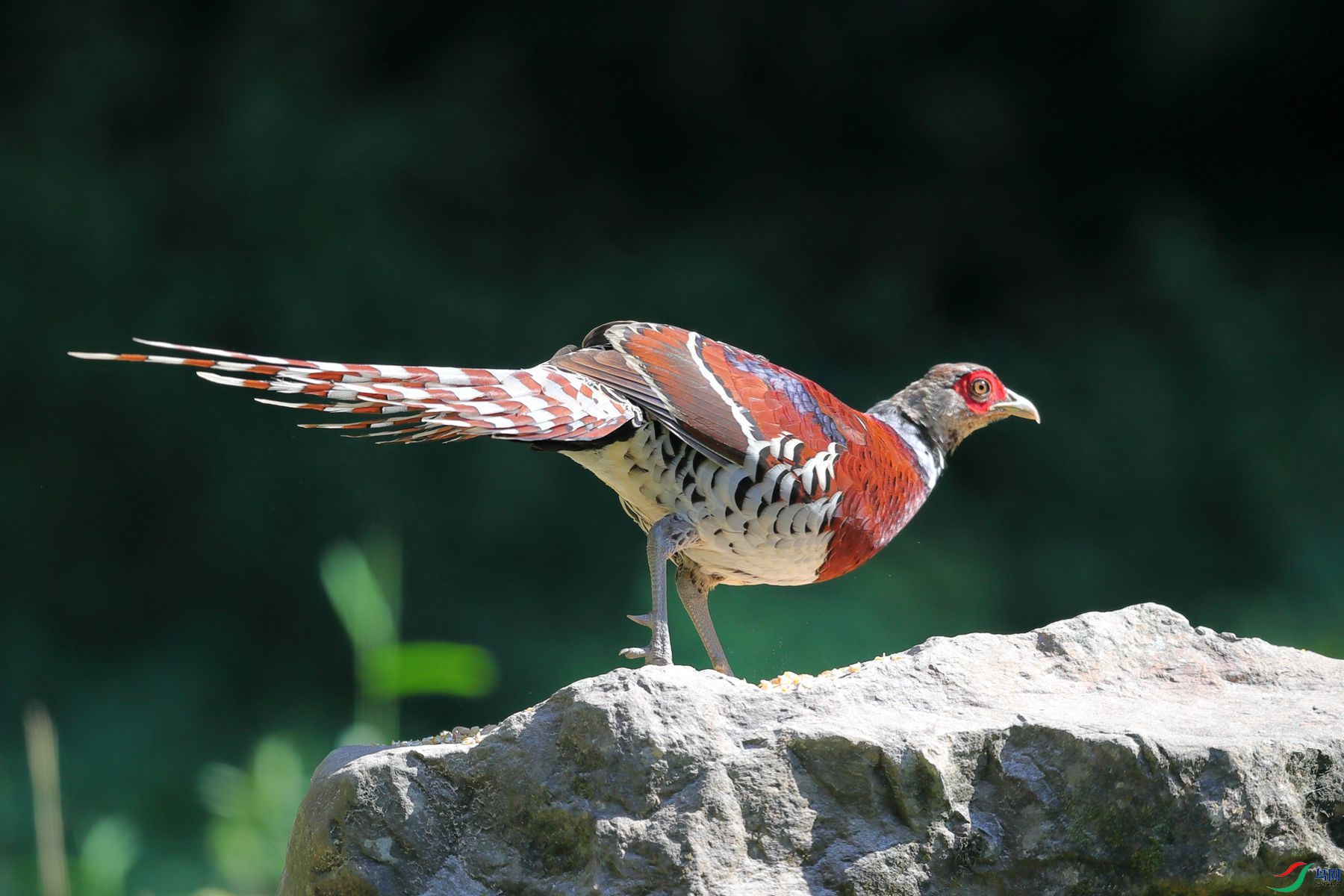 �׾���β��