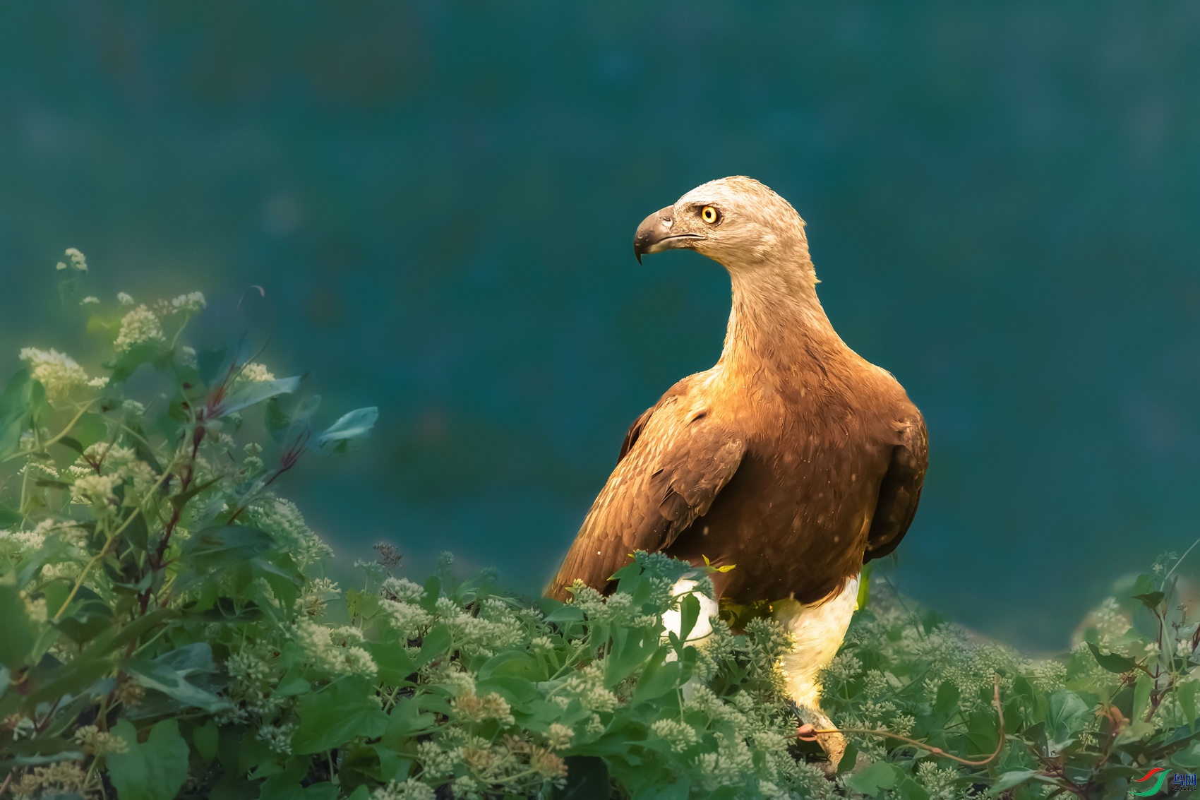 ��ͷ���----����һ��