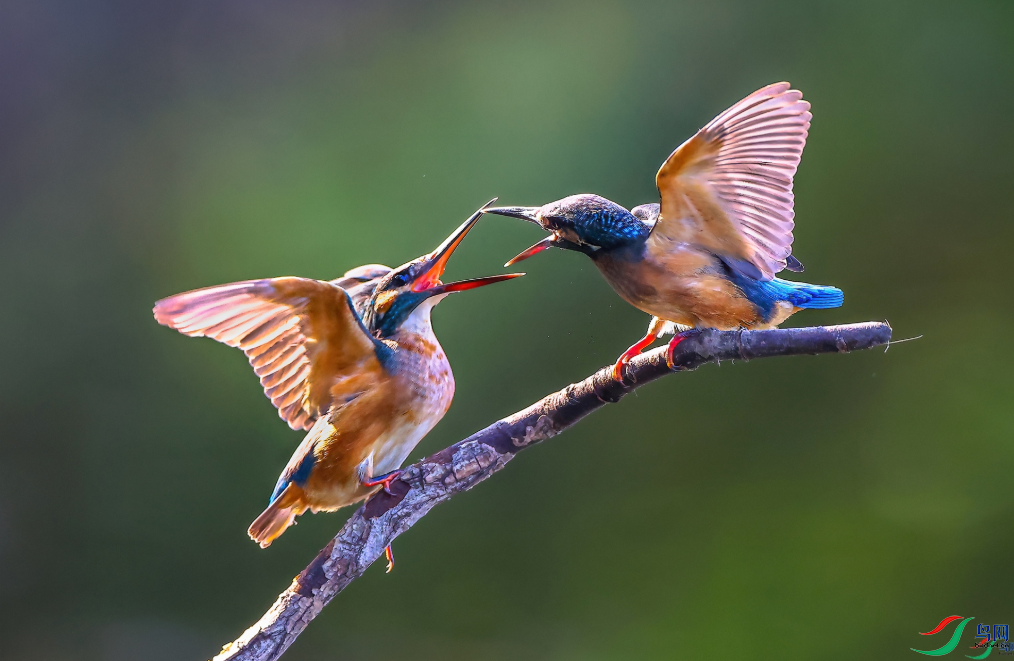 ����֮�� ��ף����ʦ��Ʒ�ٻ�������������Ŀ��� 19.png