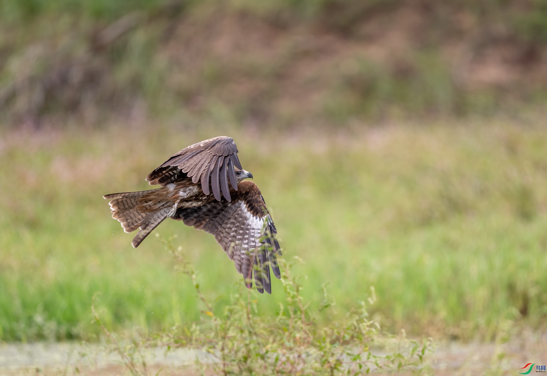 DSC_3766-1.jpg
