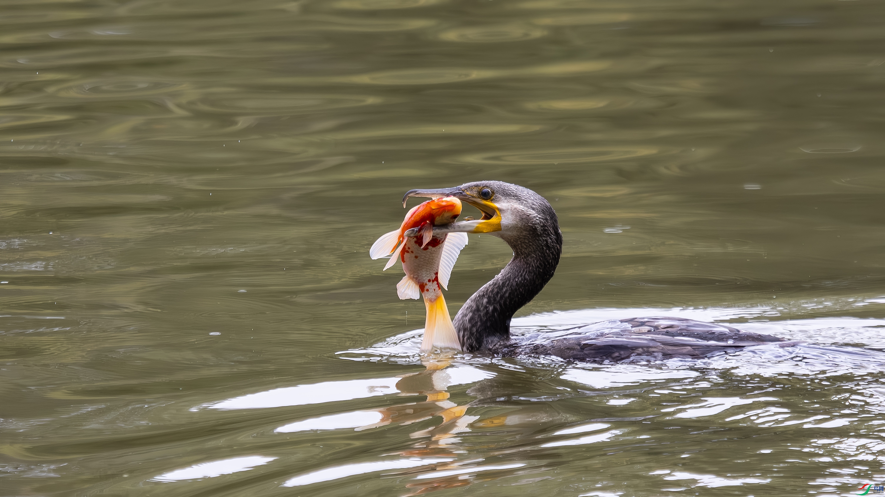 _O7A1132-����ǿ-NR ����.jpg