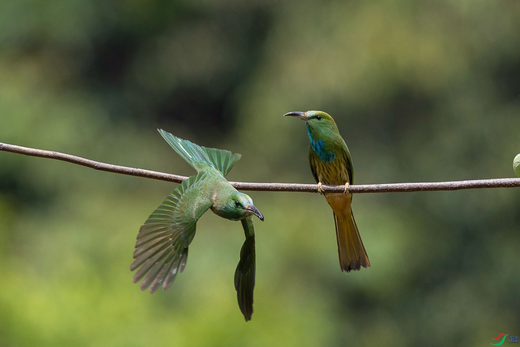 ����ҹ�仢