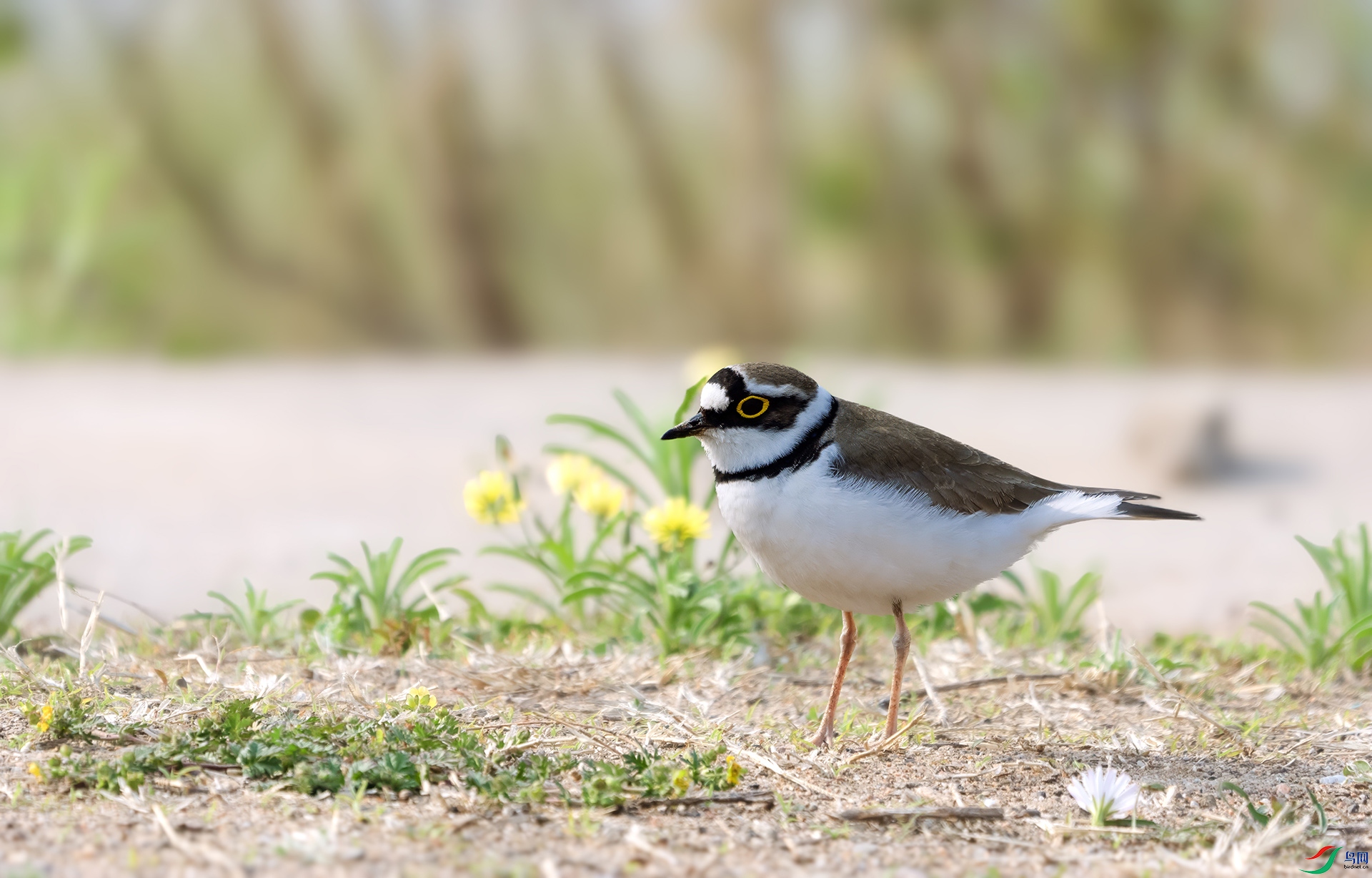 DSC04688 ����.jpg