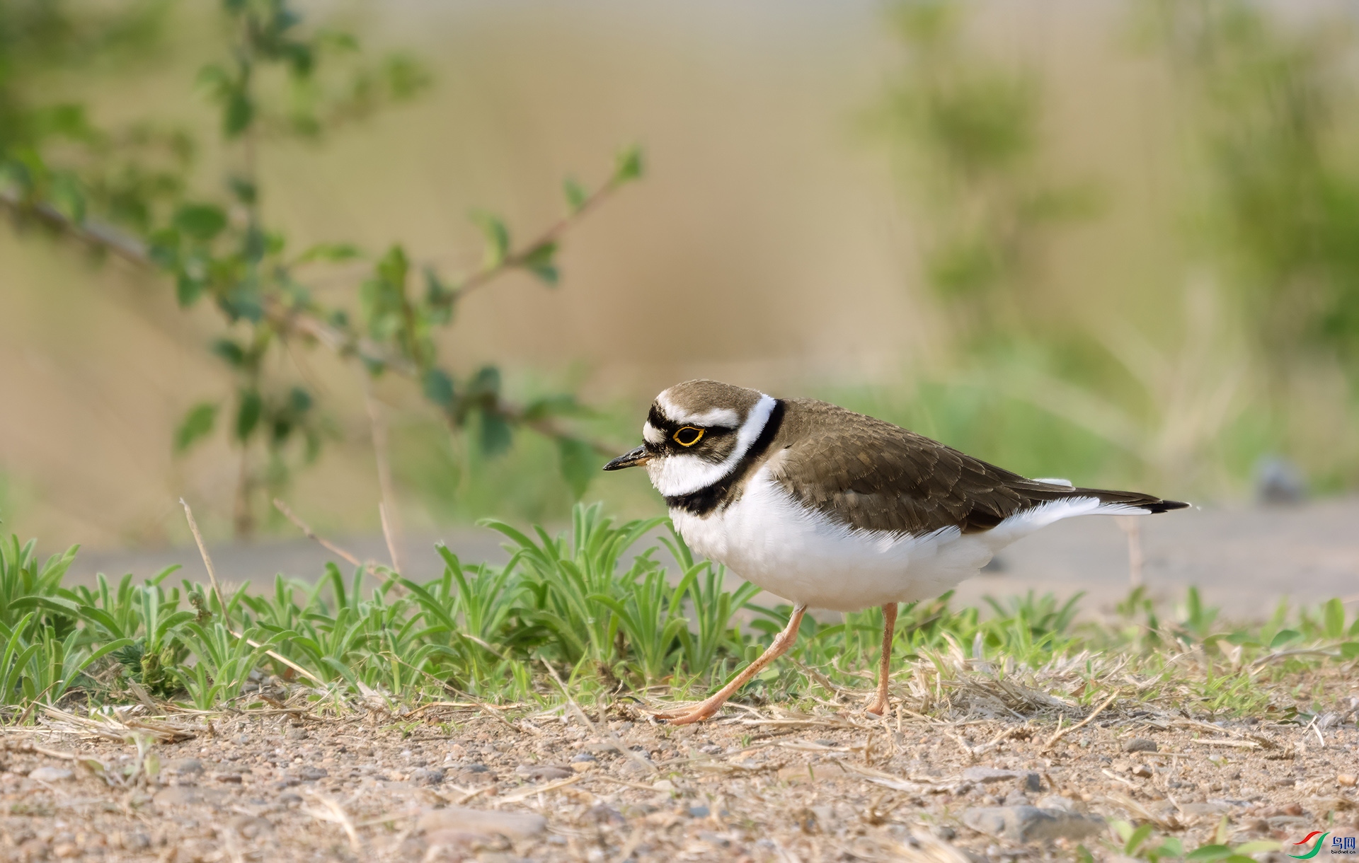 DSC04694 ����.jpg