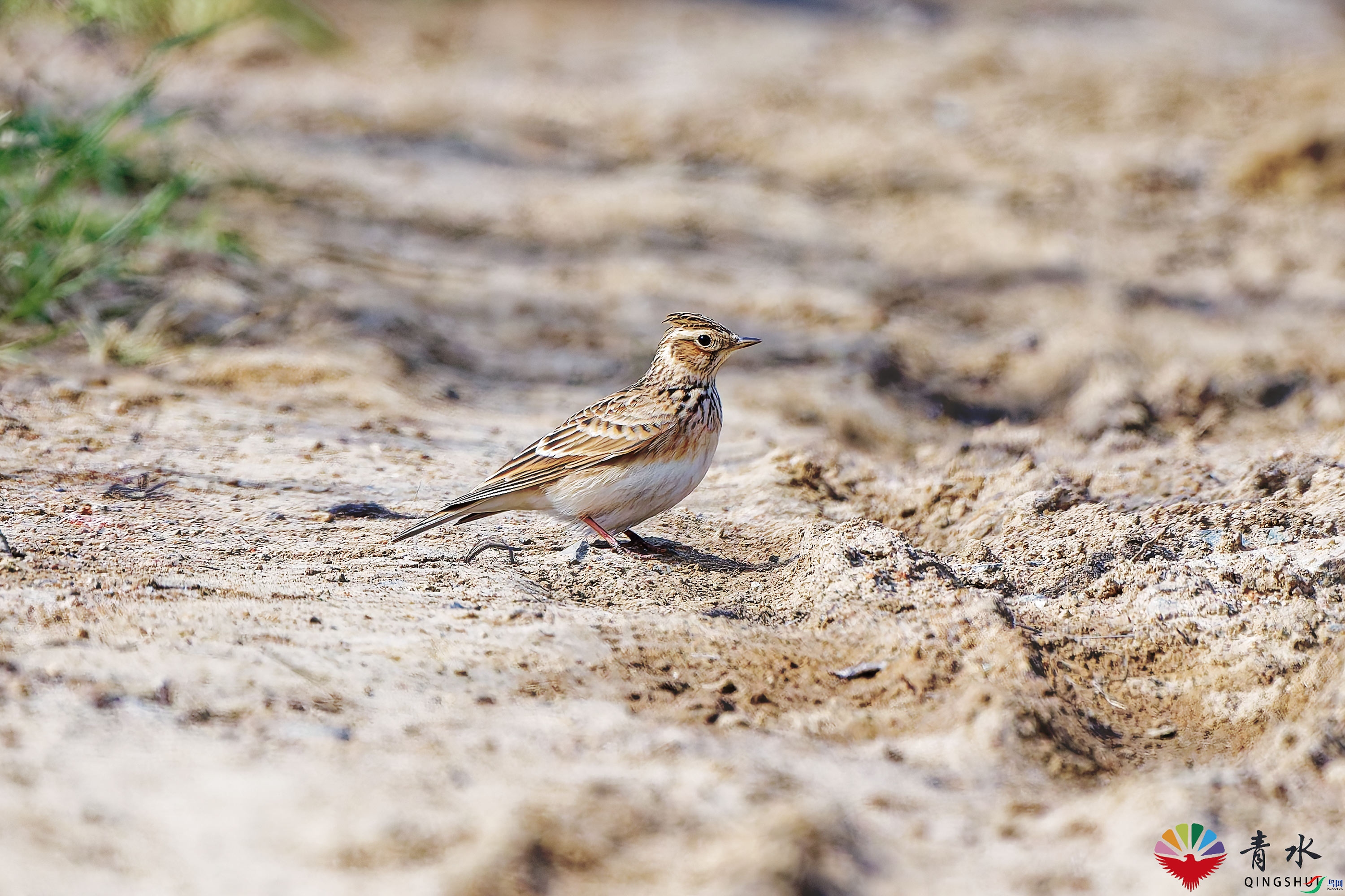 DSC_2416-1.jpg