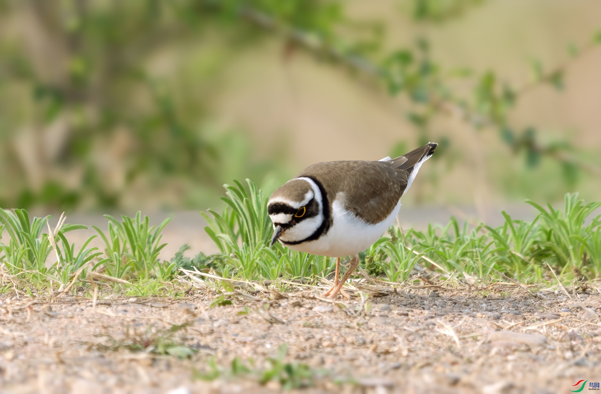 DSC04699 ����.jpg