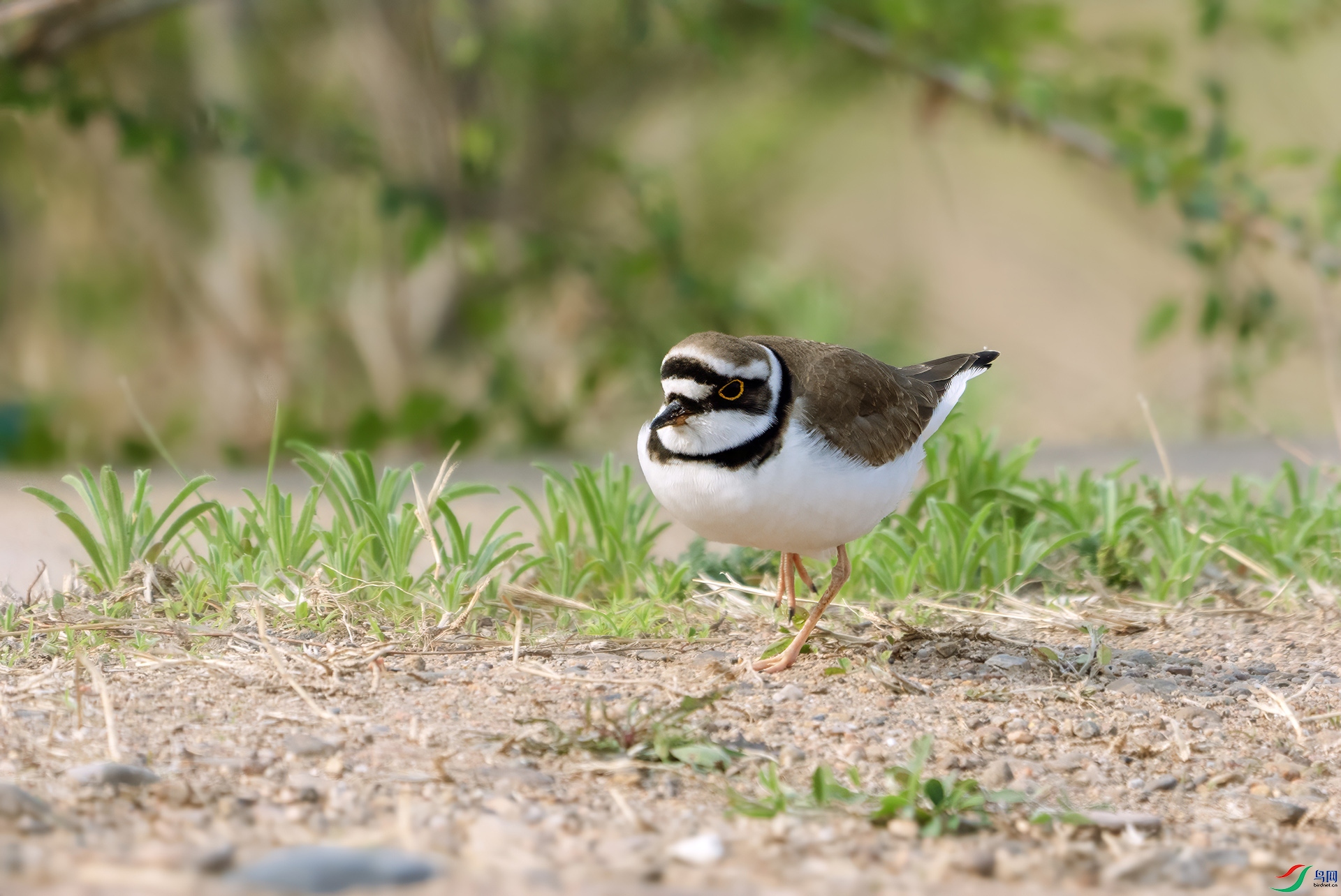 DSC04703 ����.jpg