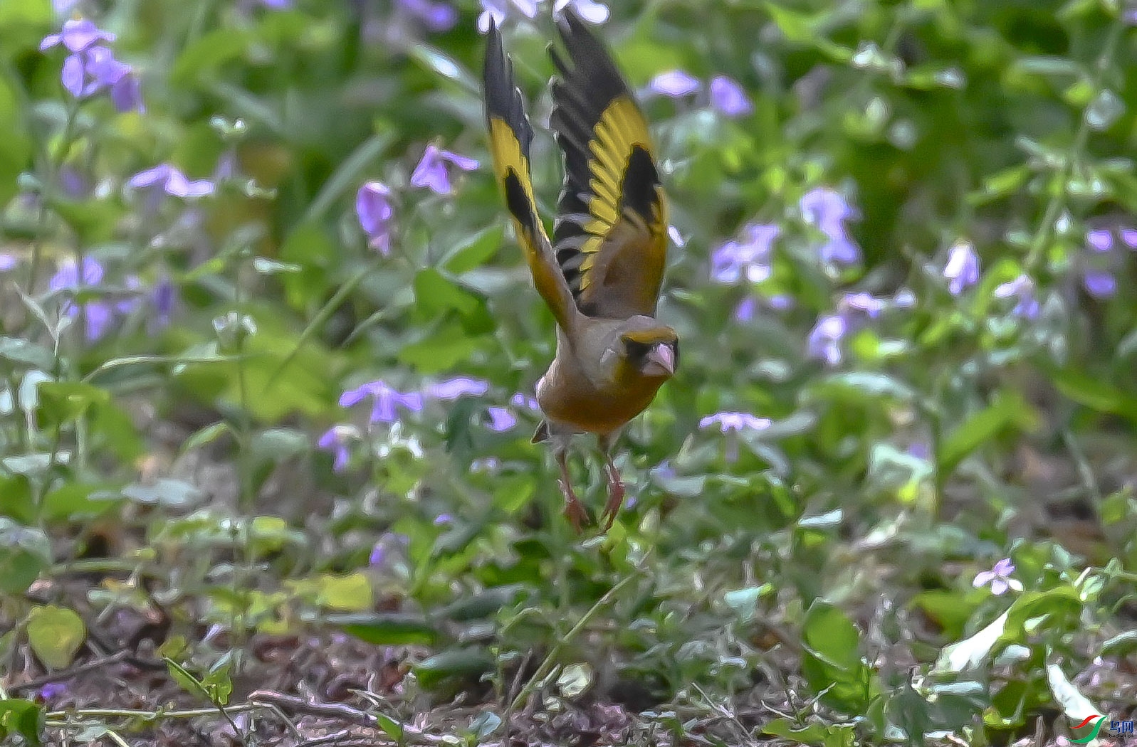 DSC_6886   ��_2.jpg