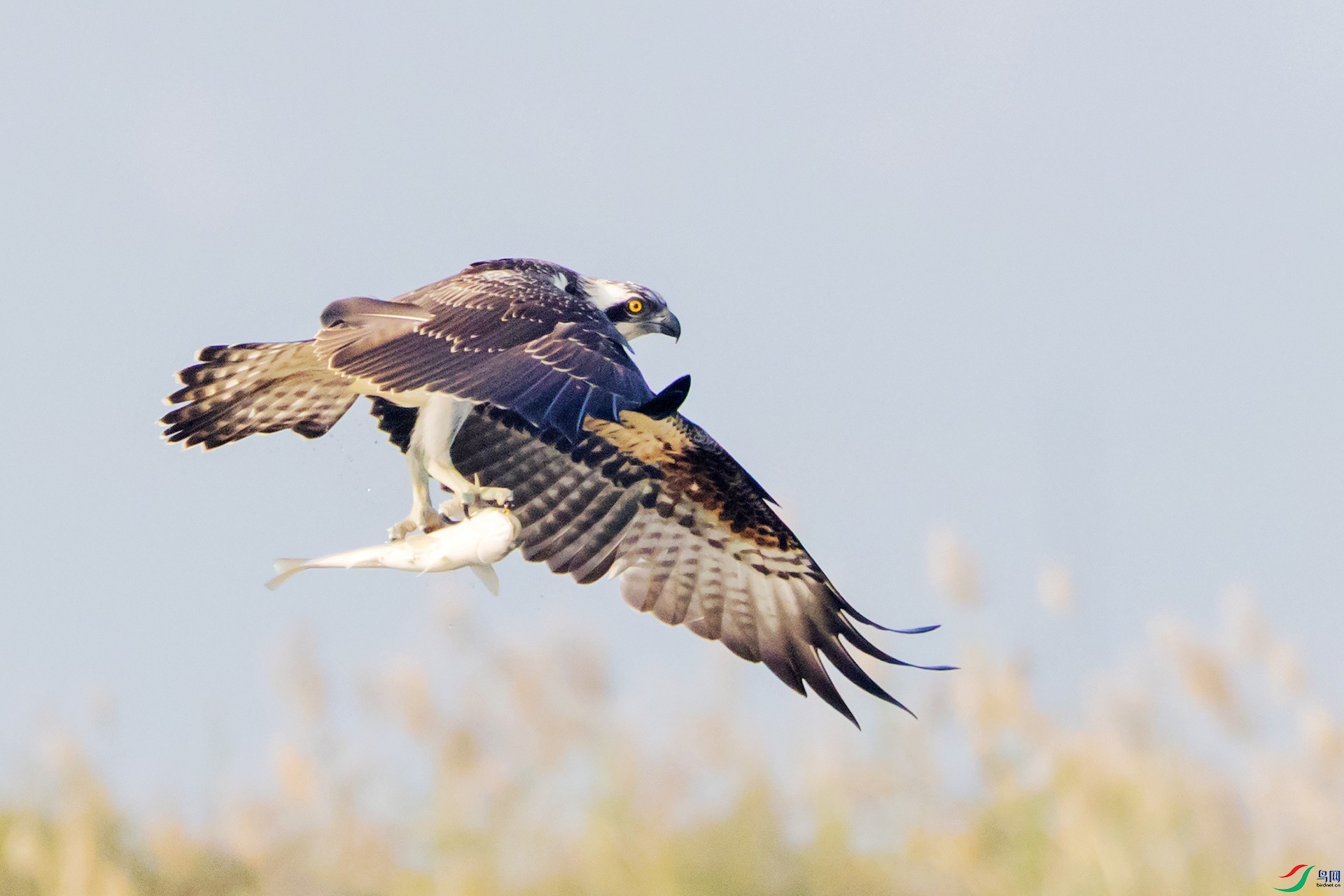 156A3882 ����_����.jpg