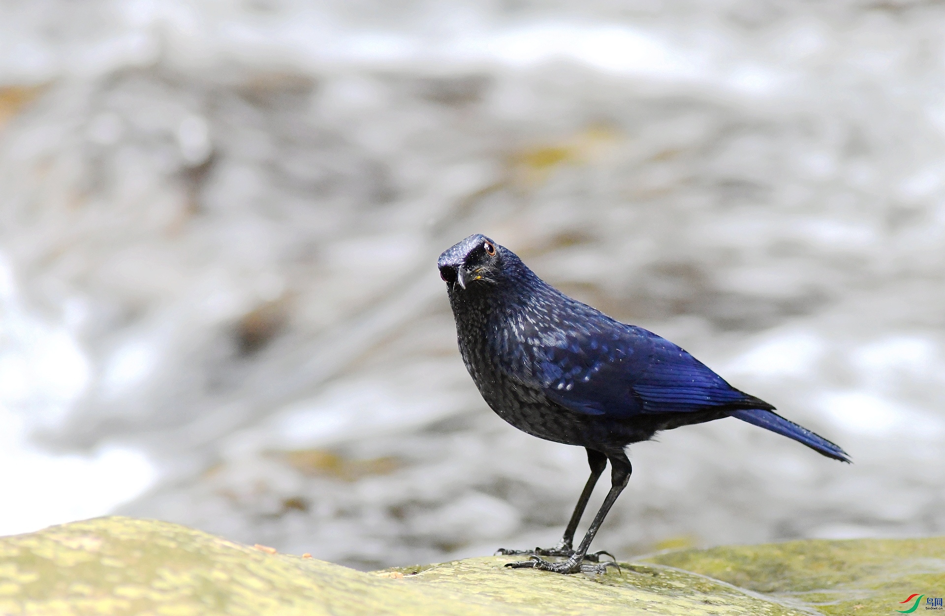 DSC_1423.jpg