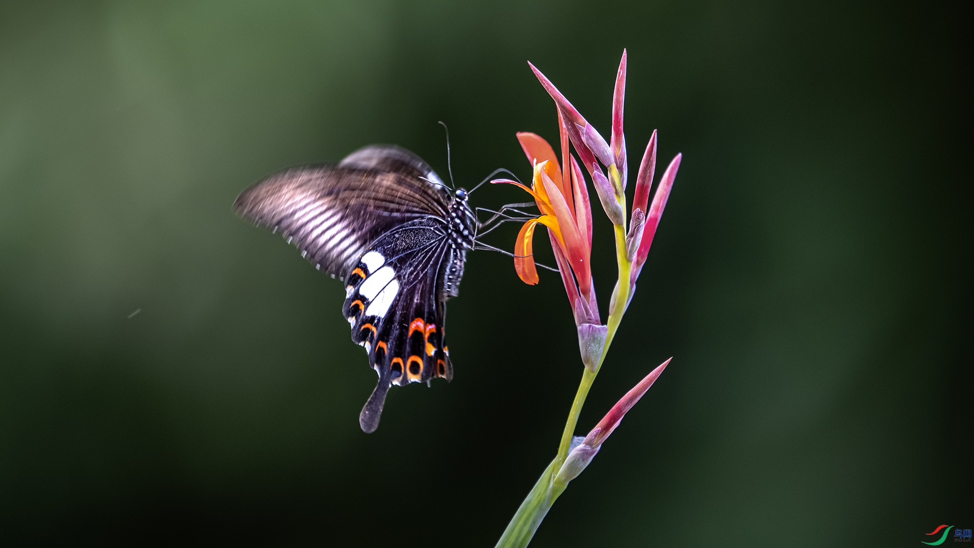 DSC_7711 ����.jpg