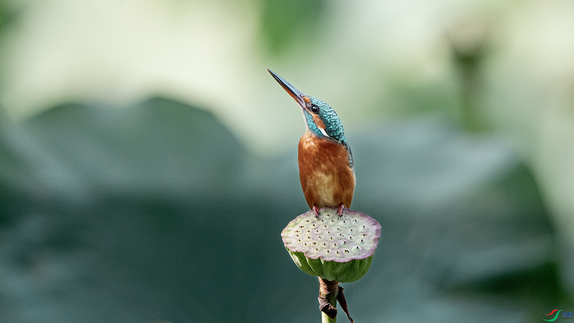 DSC_1390 ����.jpg